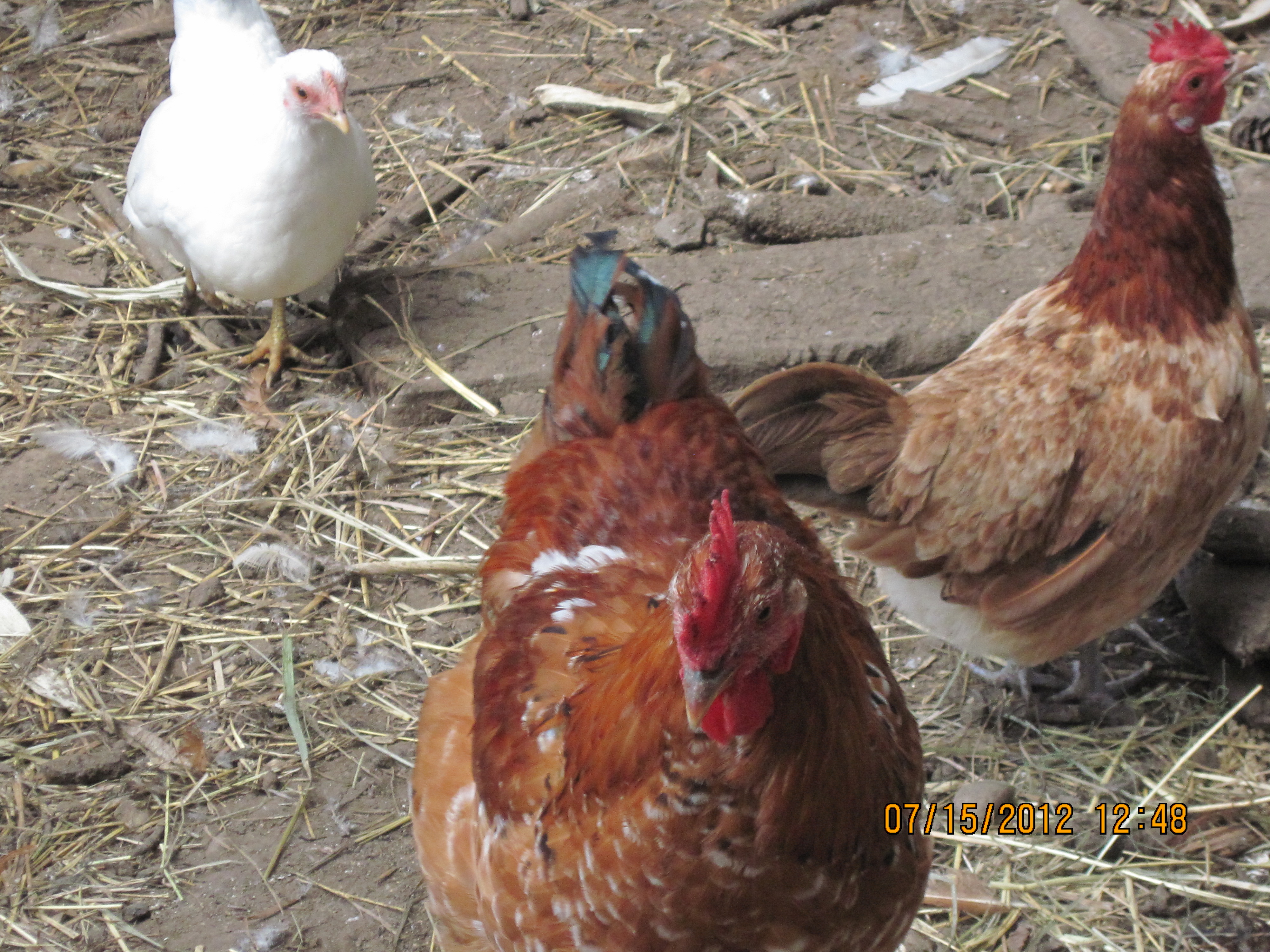 Primary Rooster