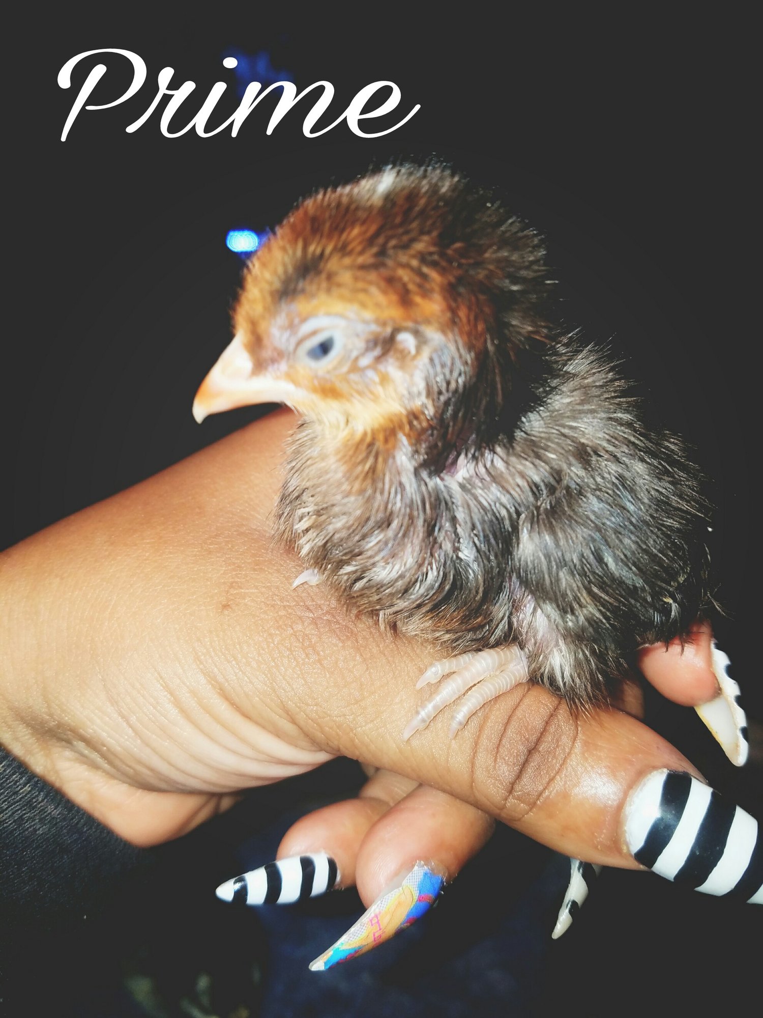 Prime going on two weeks old