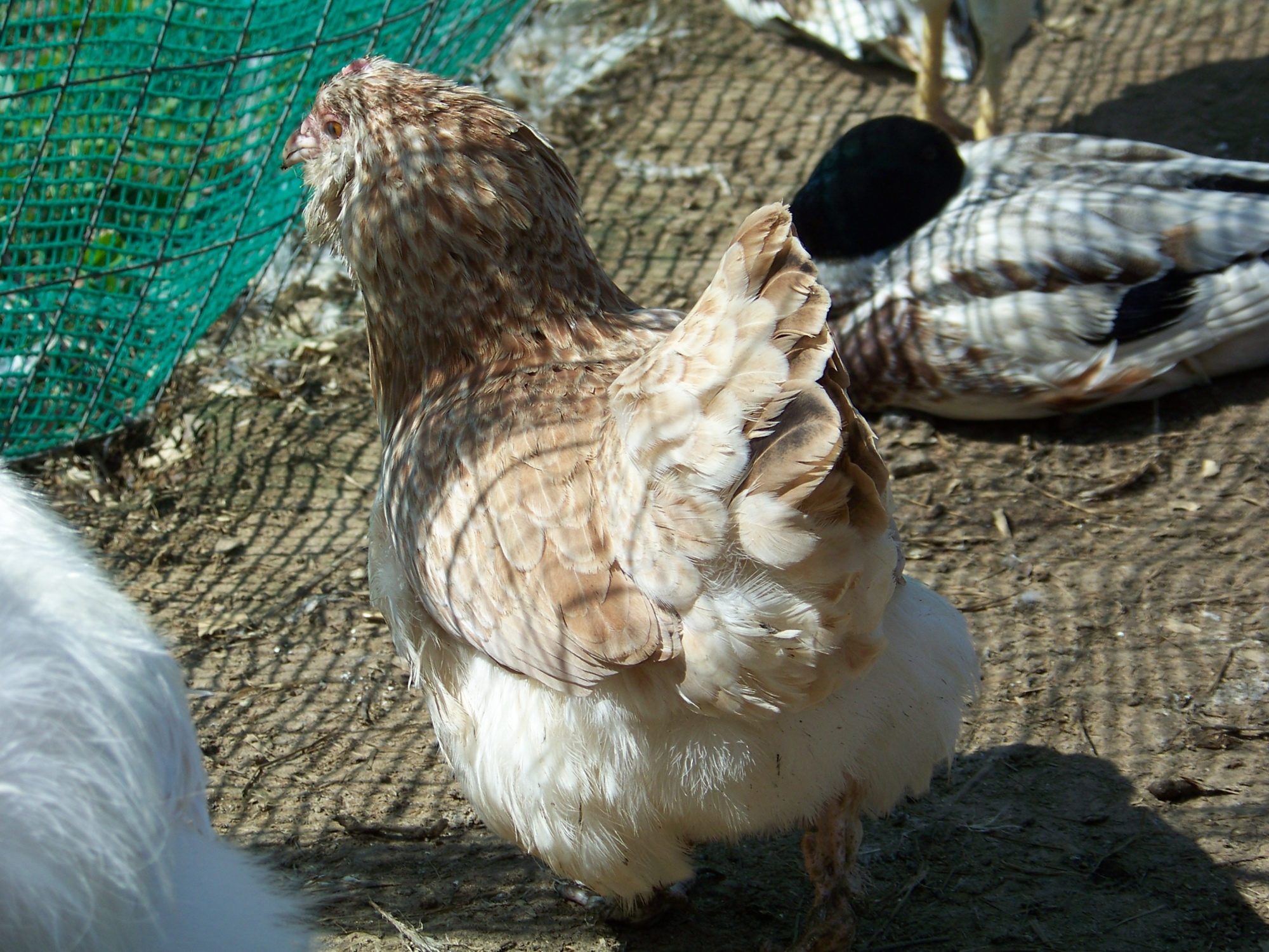 "Primrose" (aka Prim) - Salmon Faverolles bantam hen. I have no shortage of butt shots.