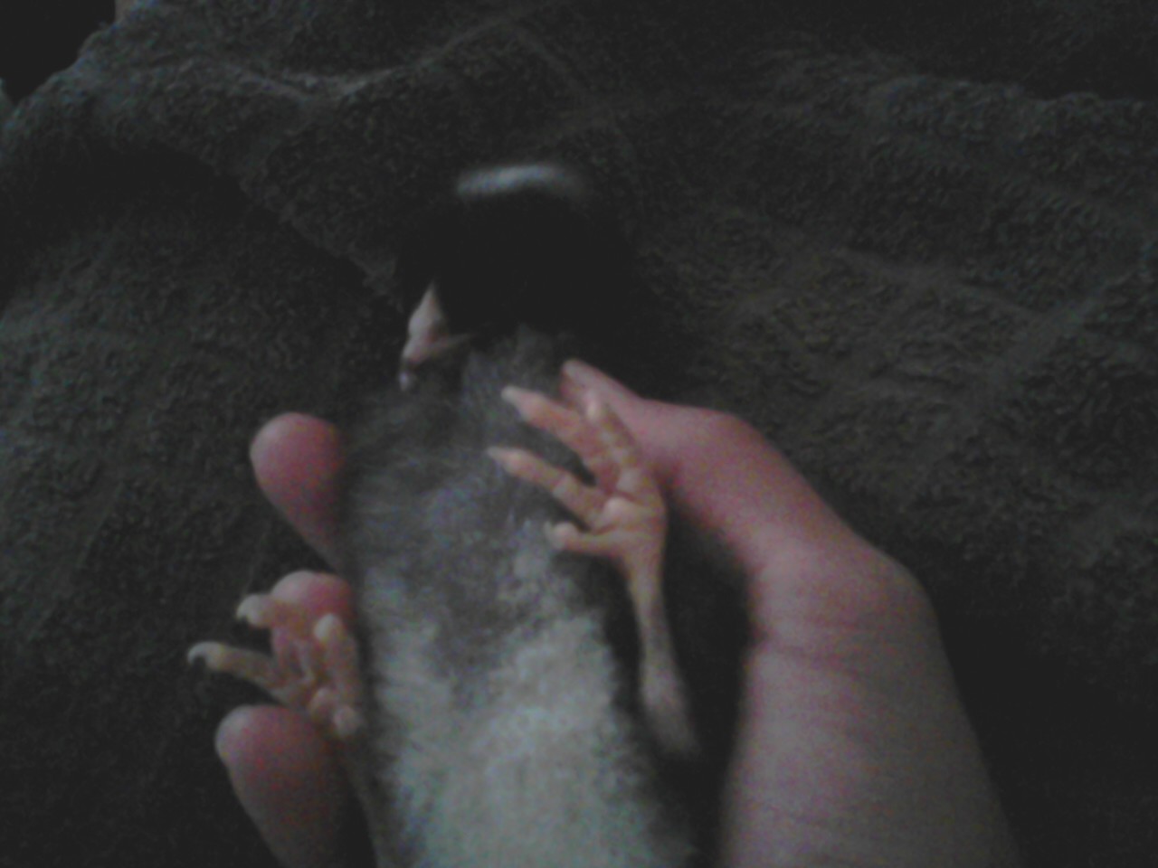 Primrose, our Barred Plymouth Rock.  She's a wee bit smaller than her sister Katniss.  And a little slower to grow too.