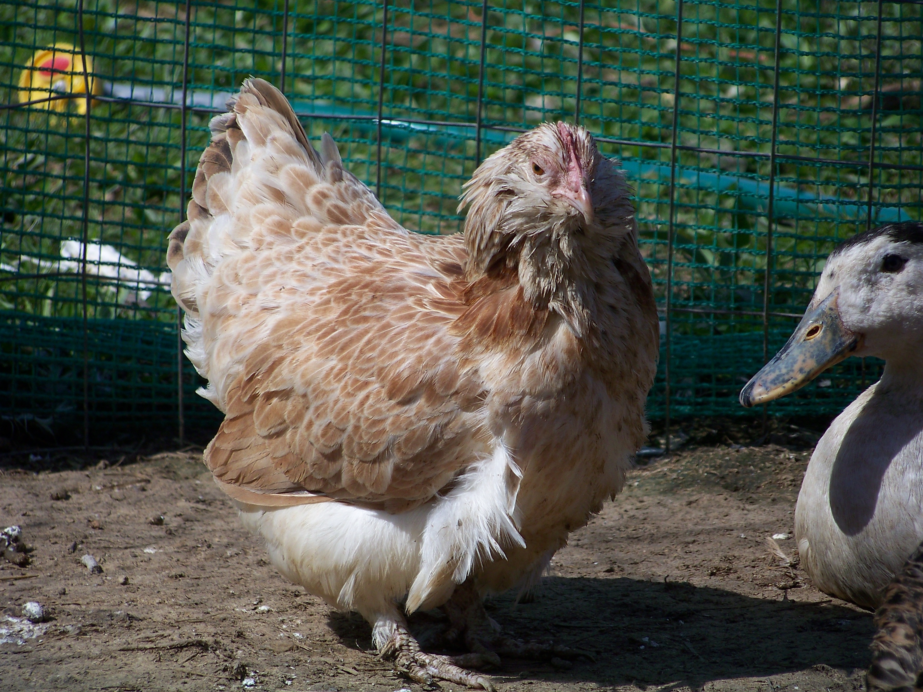 Primrose (Salmon Faverolle bantam hen) again. Feeling purdy. Bluey (blue Magpie drake) smiling for the camera.