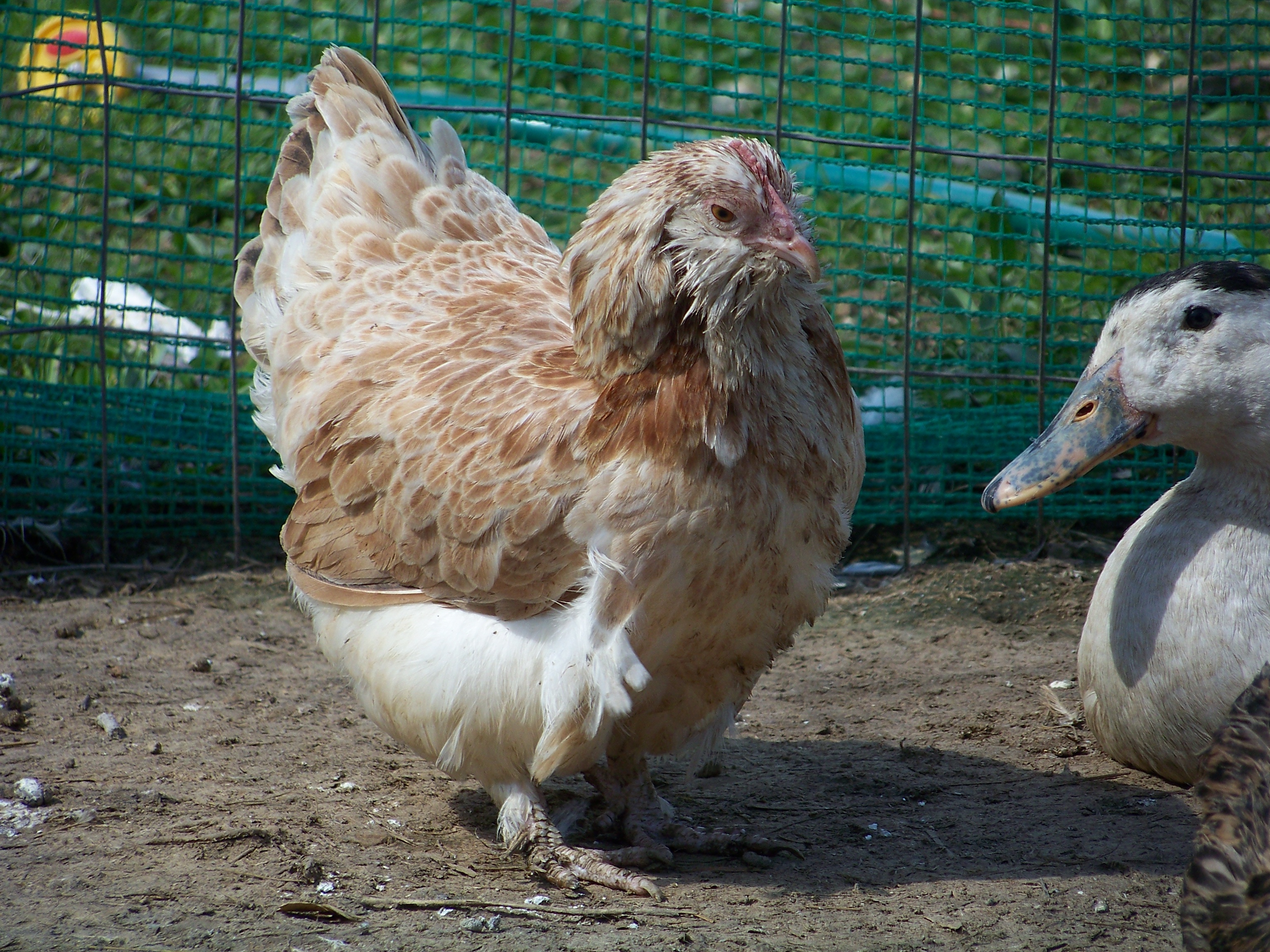 Primrose (Salmon Faverolle bantam hen) again. She's a fluffy ball of adorable. Bluey (blue Magpie drake) still smiling for the camera.
