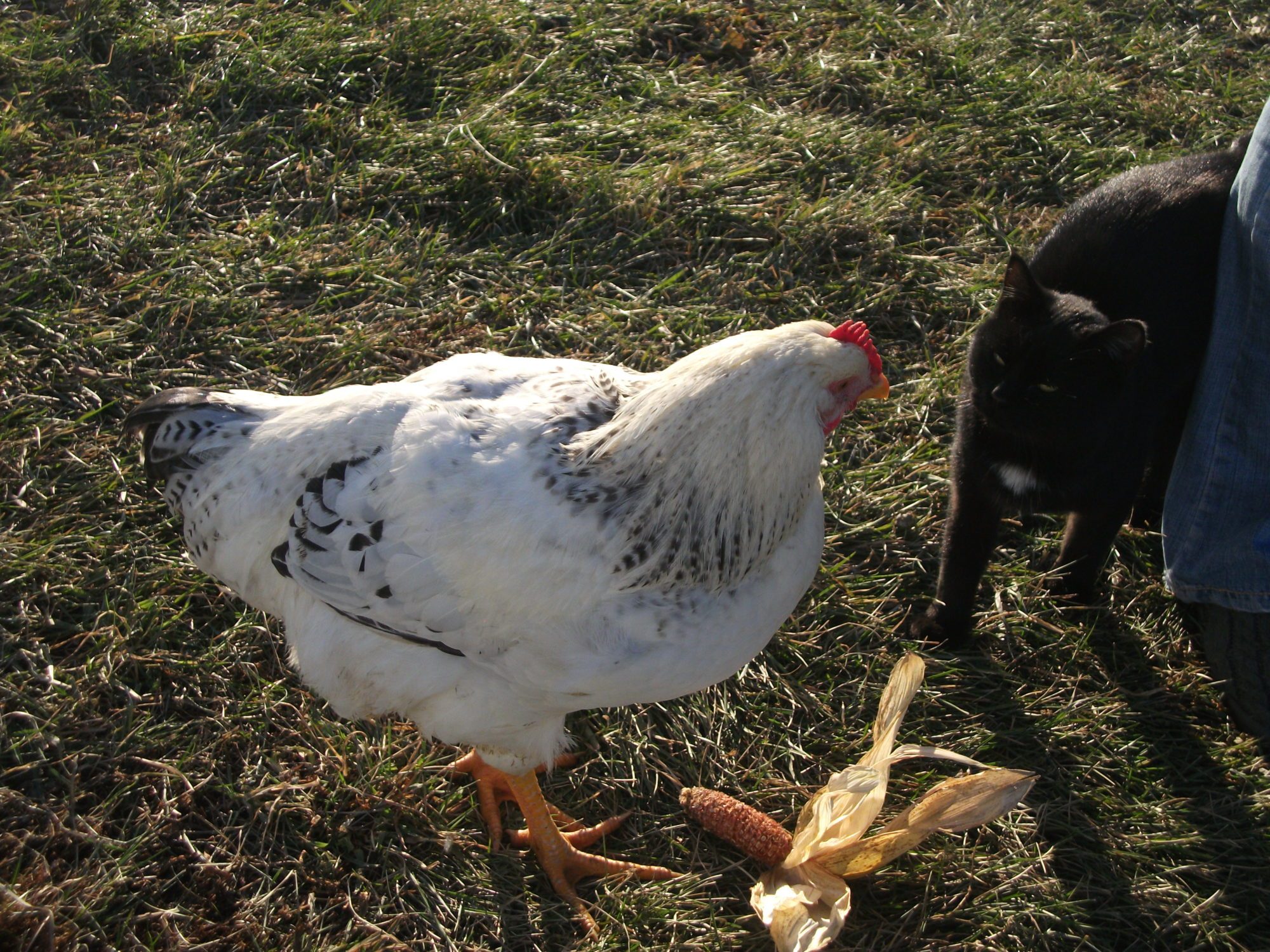 Prince Abubu and Blackie....this cat will literally try to rub its body on the chickens as if they are going to pet it lol