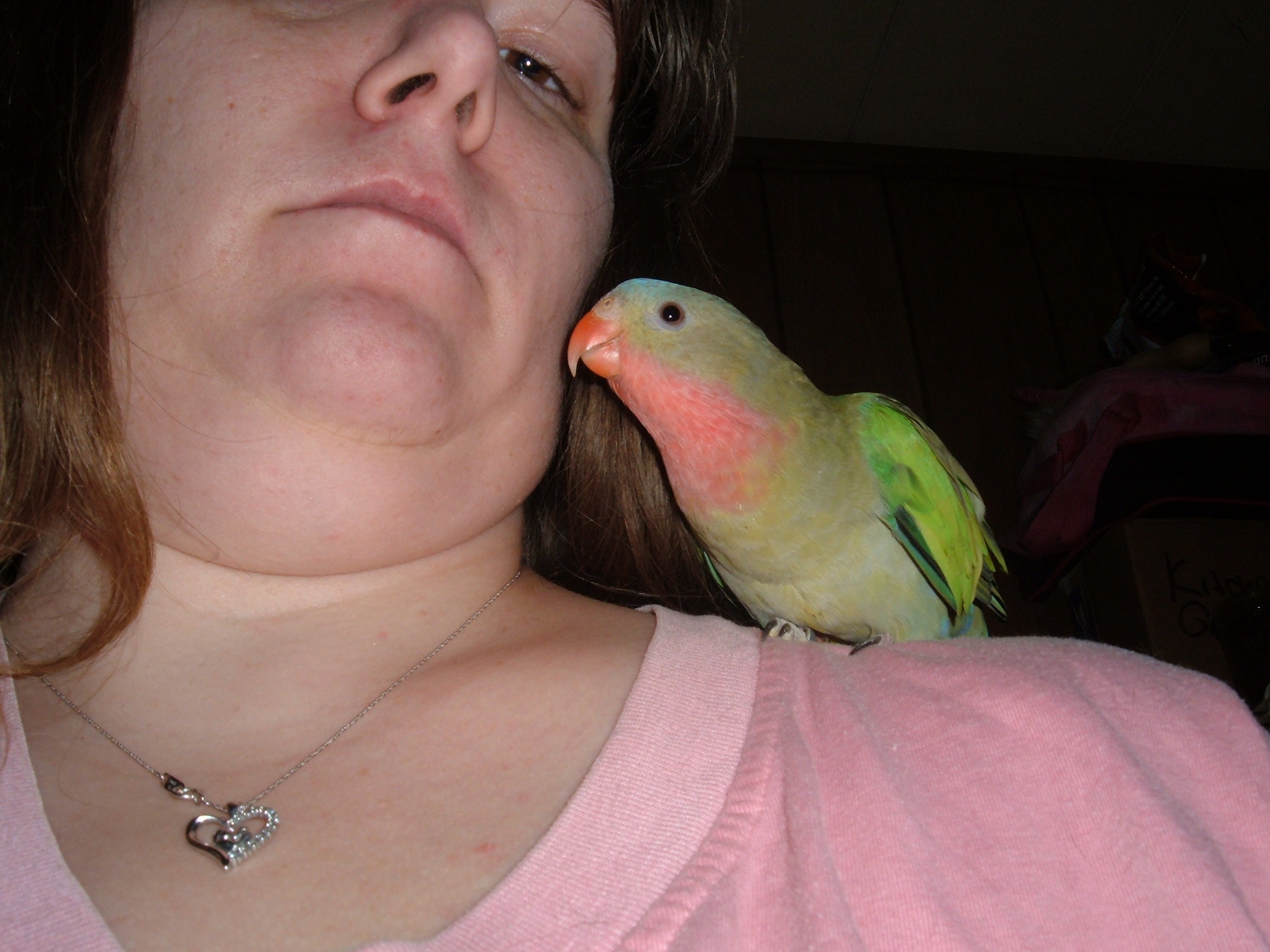 Prince or Flirp or Flirppy he doesn't care as long as you play with him. a male Princess of Wales Parakeet. he says hello, tickle tickle wasn't me, Michael (my son), good boy, and all sorts of monkey sounds