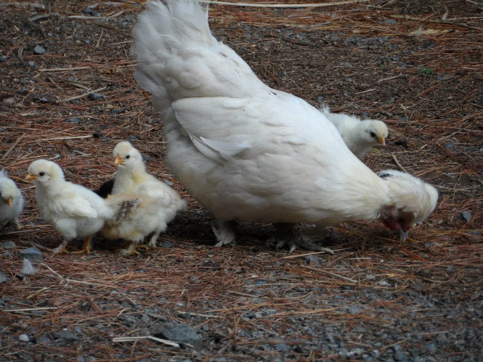 Princess and her chicks :)