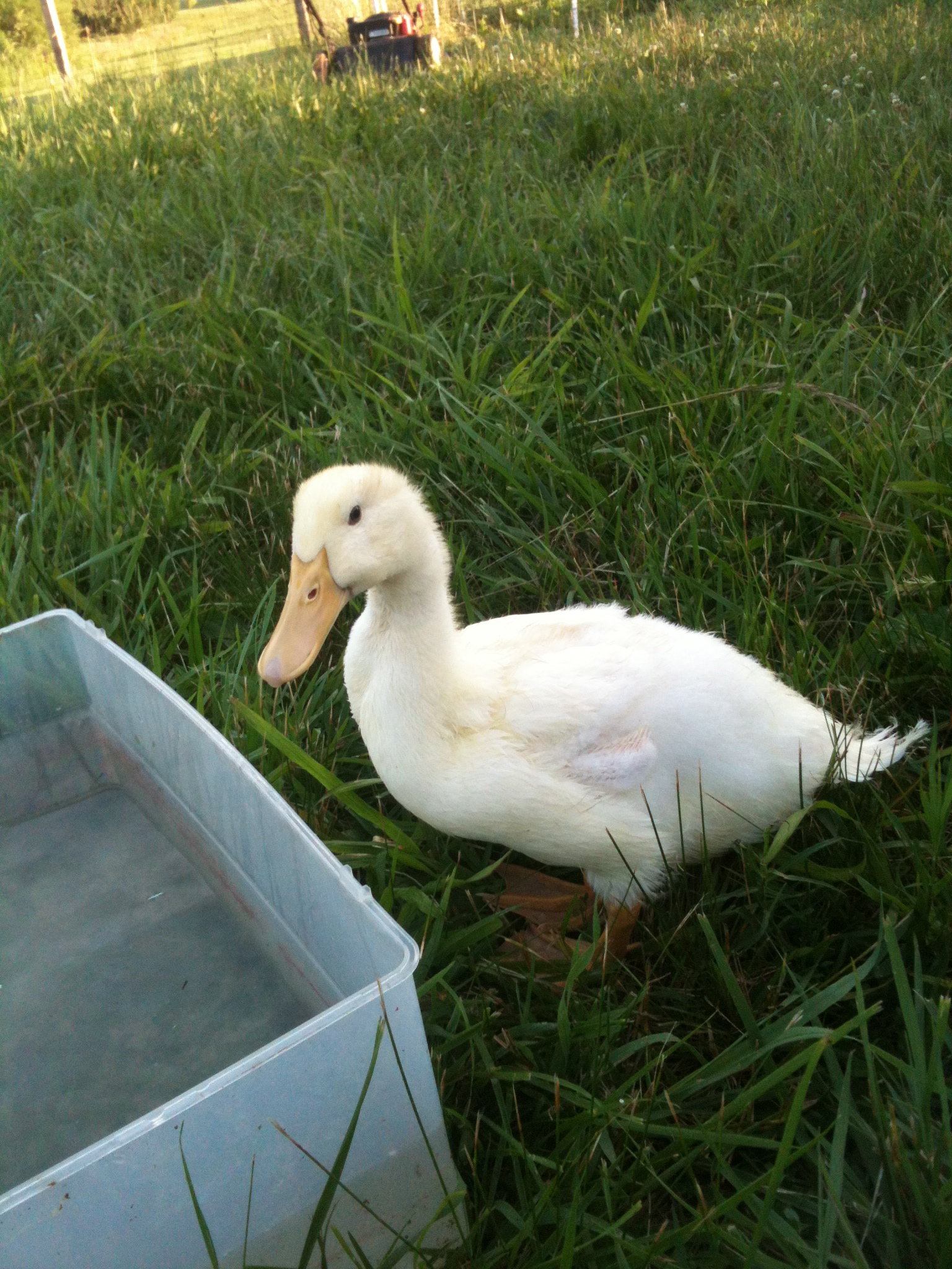 Princess Bubblegum the Pekin Duckling hanging out in the yard and avoiding the chickens.