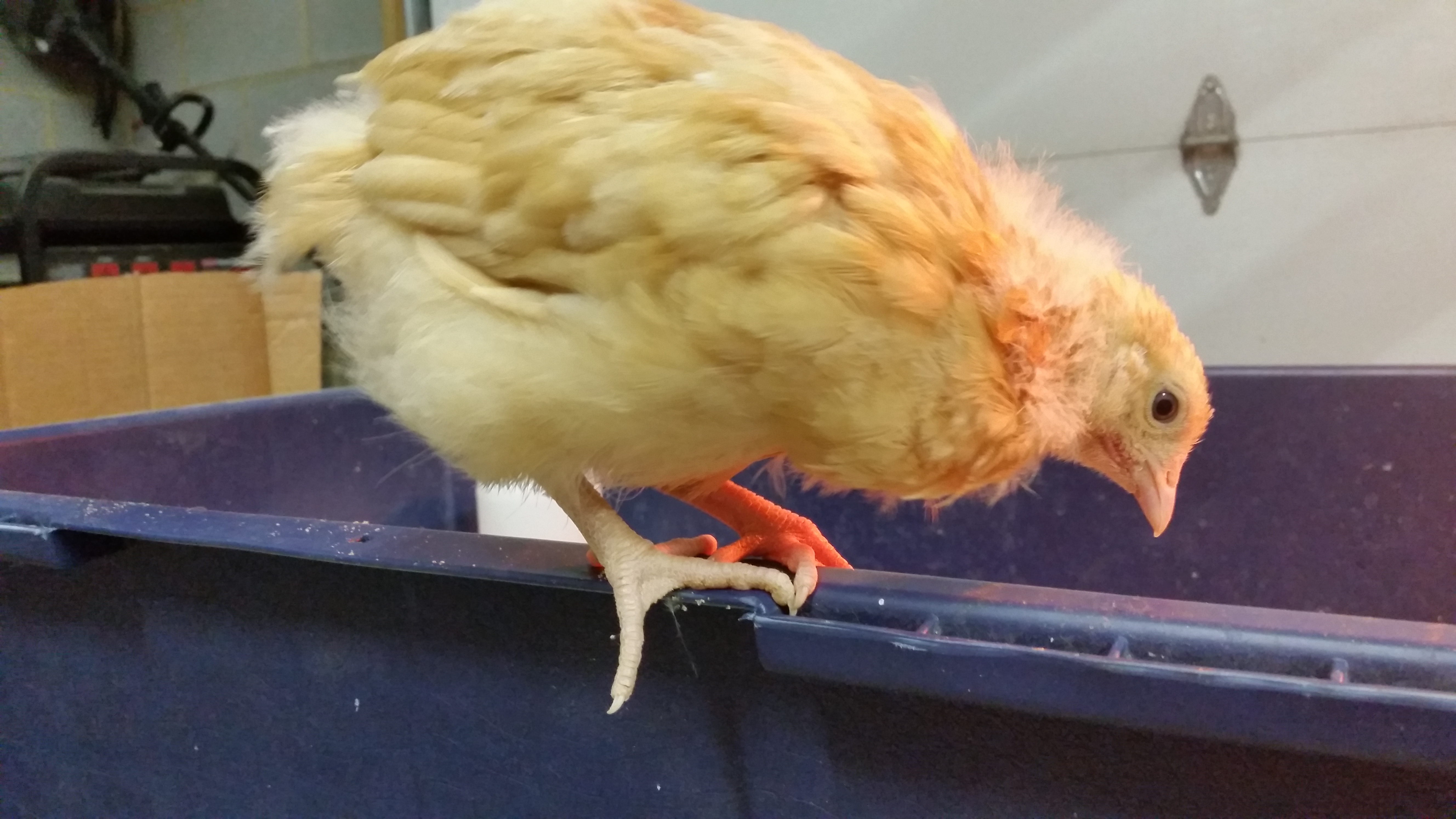 Princess Buttercup 6 weeks