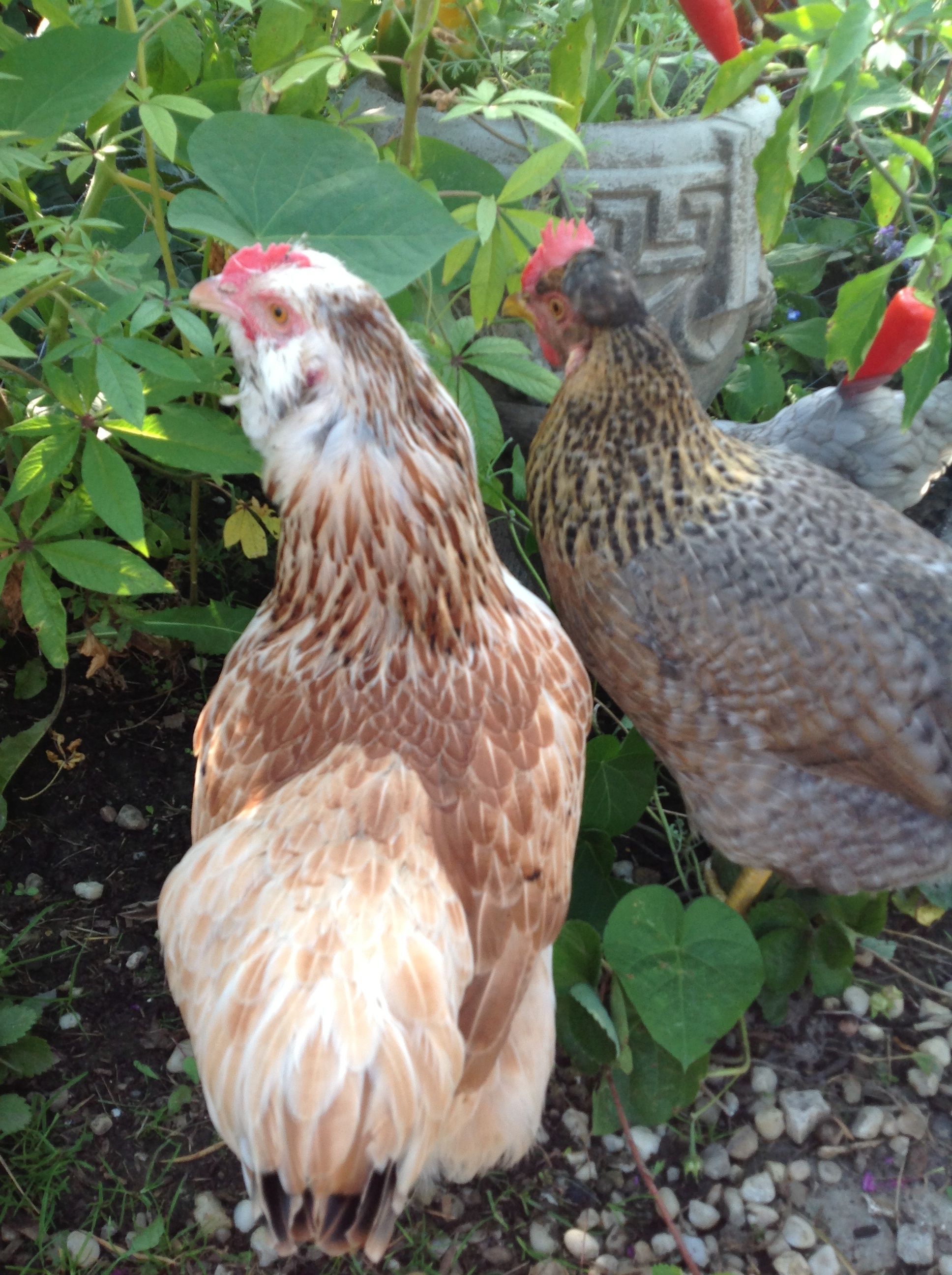Princess Buttercup and Comet look for something good to eat.