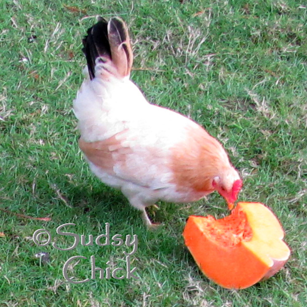 Princess Buttercup approves of my adding flax seeds to the pumpkin!