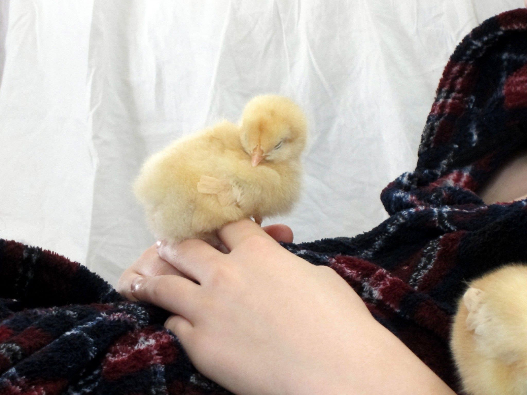 Princess Buttercup (Buff orpington)