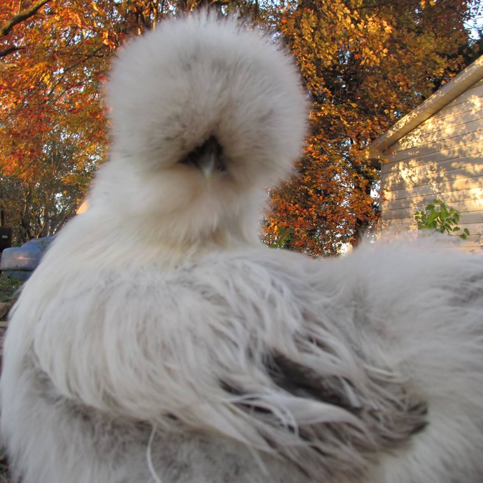 Princess:  Columbian buff lavender combo