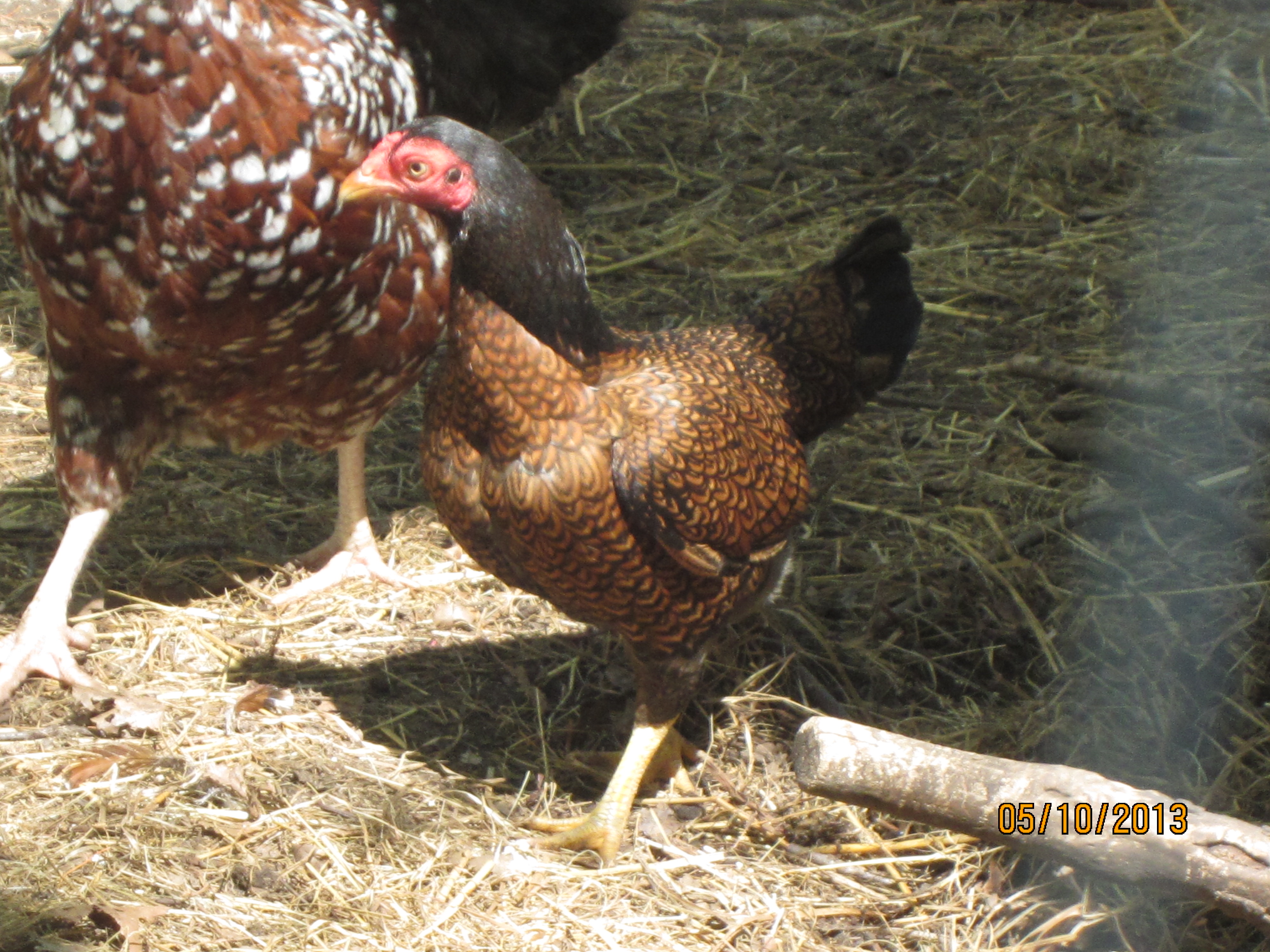 Princess - dark cornish bantam