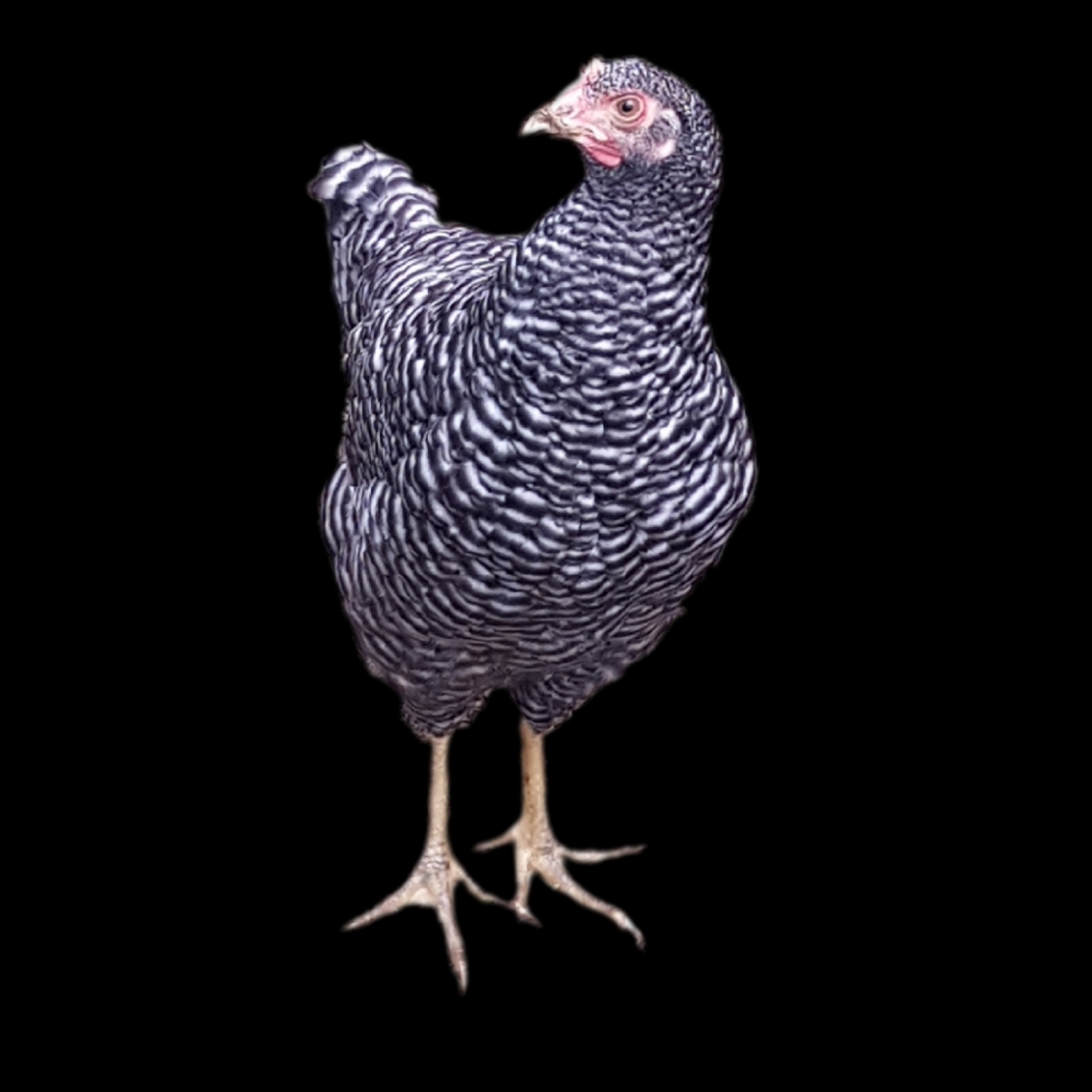 Princess Fluffy Nuts