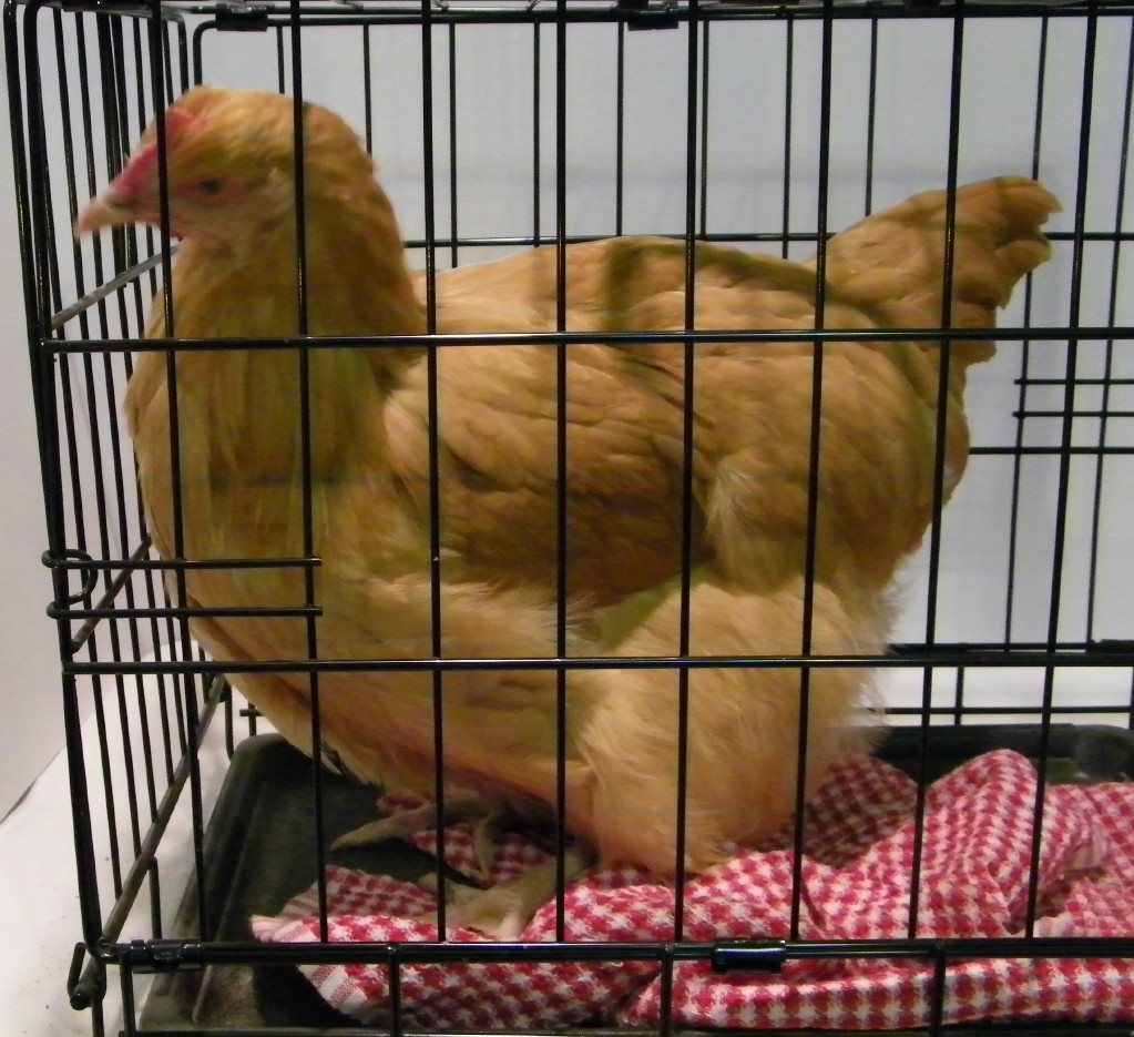 "Princess Fluffybutt" Buff Orpington @ 16 wks