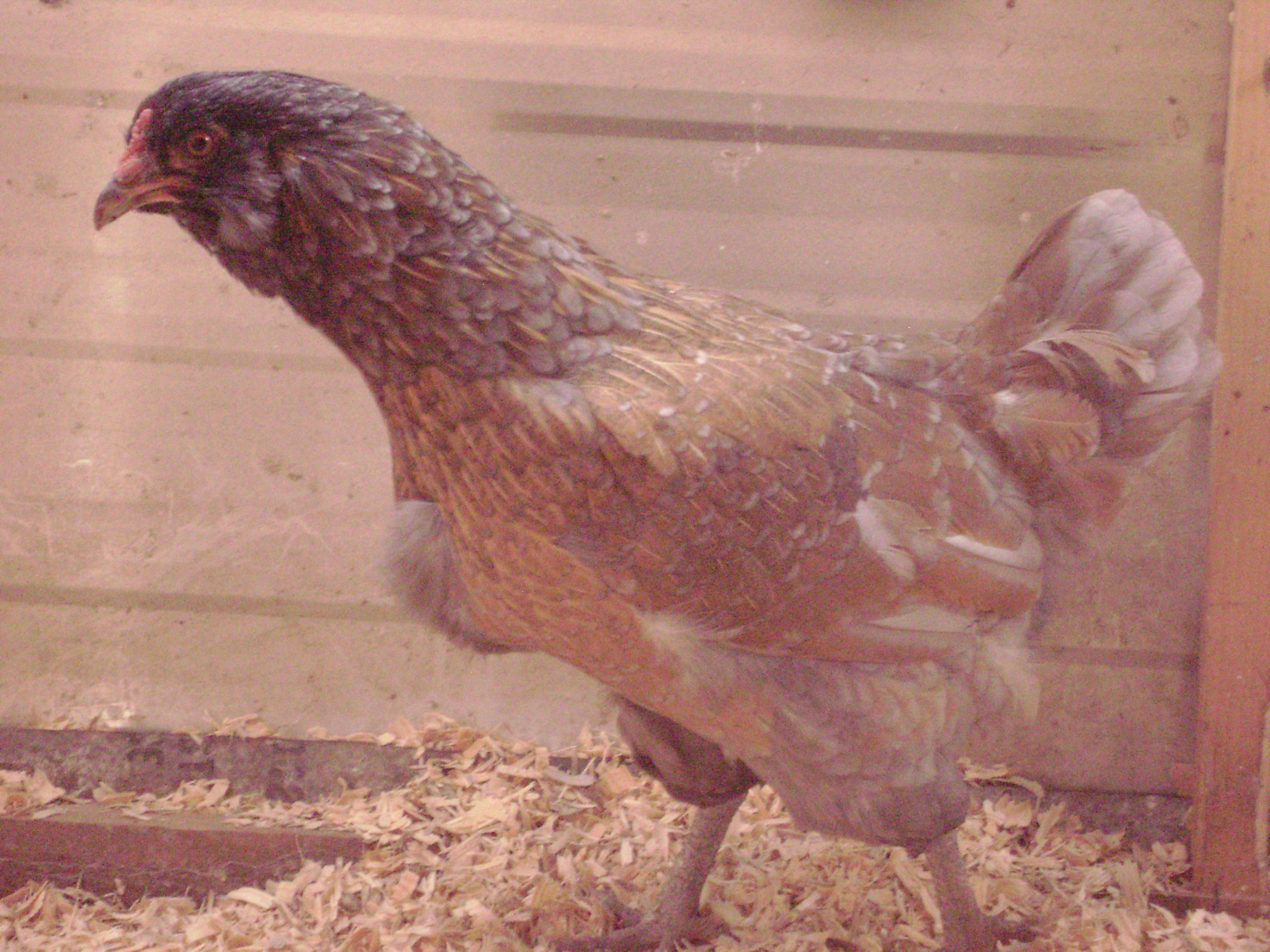 Princess, grown beautiful after she finally moulted!  She was my auction hen i got for $2; no one could tell she was even a hen because the poor thing was so bald!  No beard, even. Now she's restored  :)