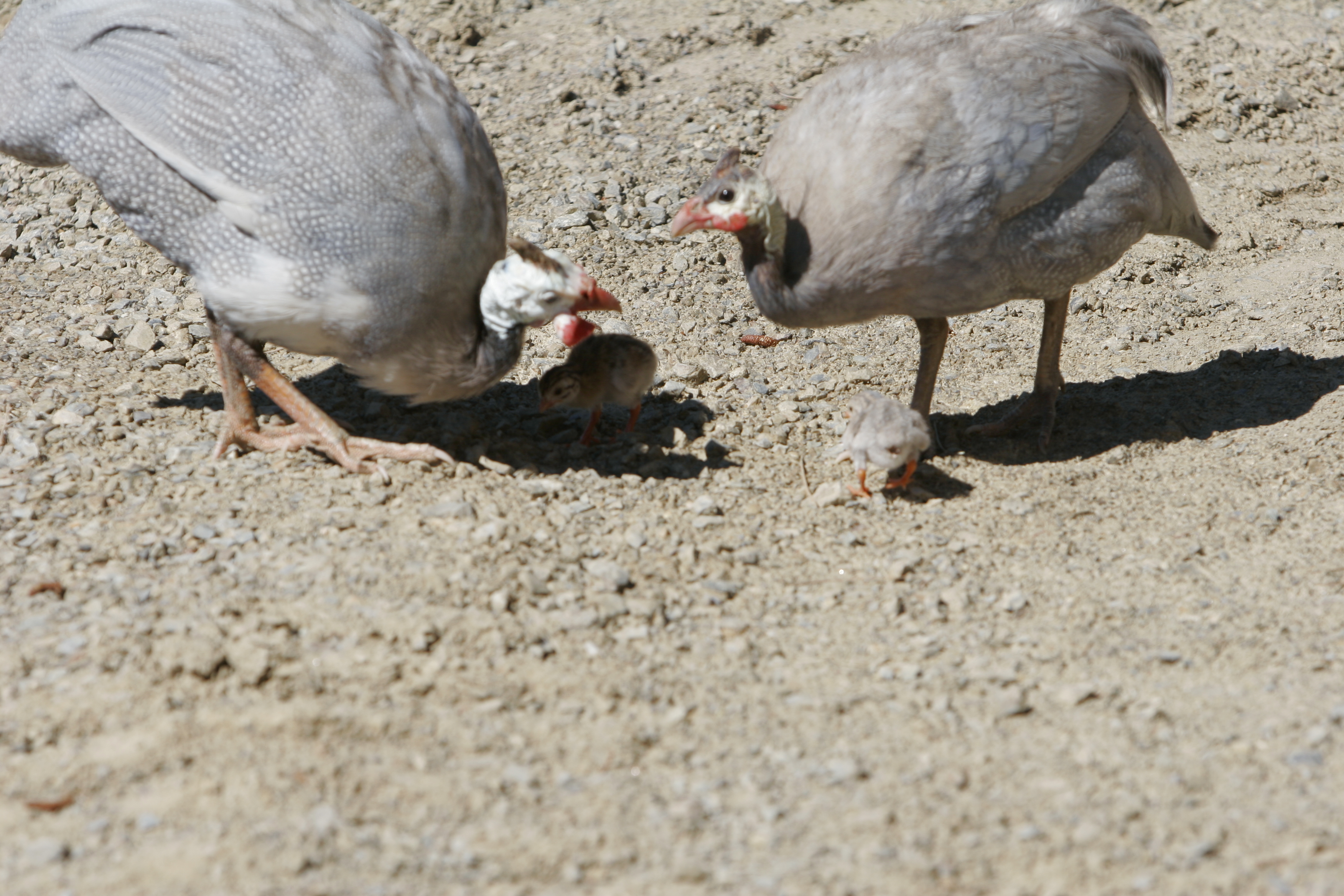 Princess Guinea and Pied with two day old chicks
