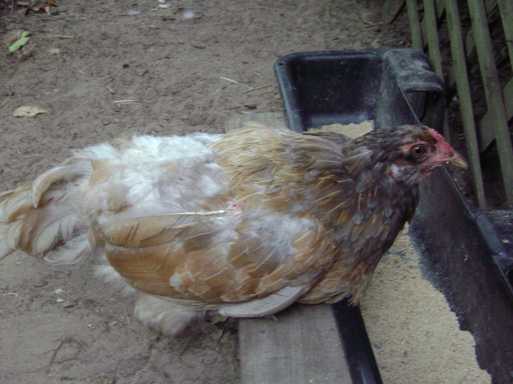 Princess, i had just brought her home from the auction. 
Poor girl was mostly nekked!  I put a saddle on after the heat let up. She completed the blue buff hens to the silver roo trio i put together. (My lap hen cocoa and lucky plucky roo, my first boy)