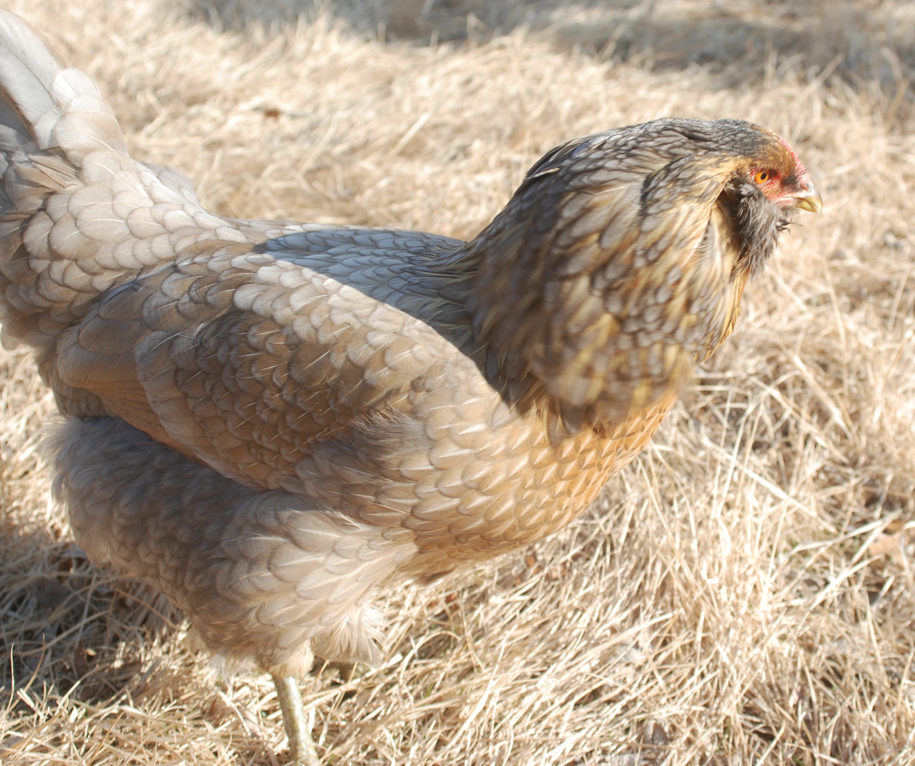 Princess Jasmine - Easter Egger