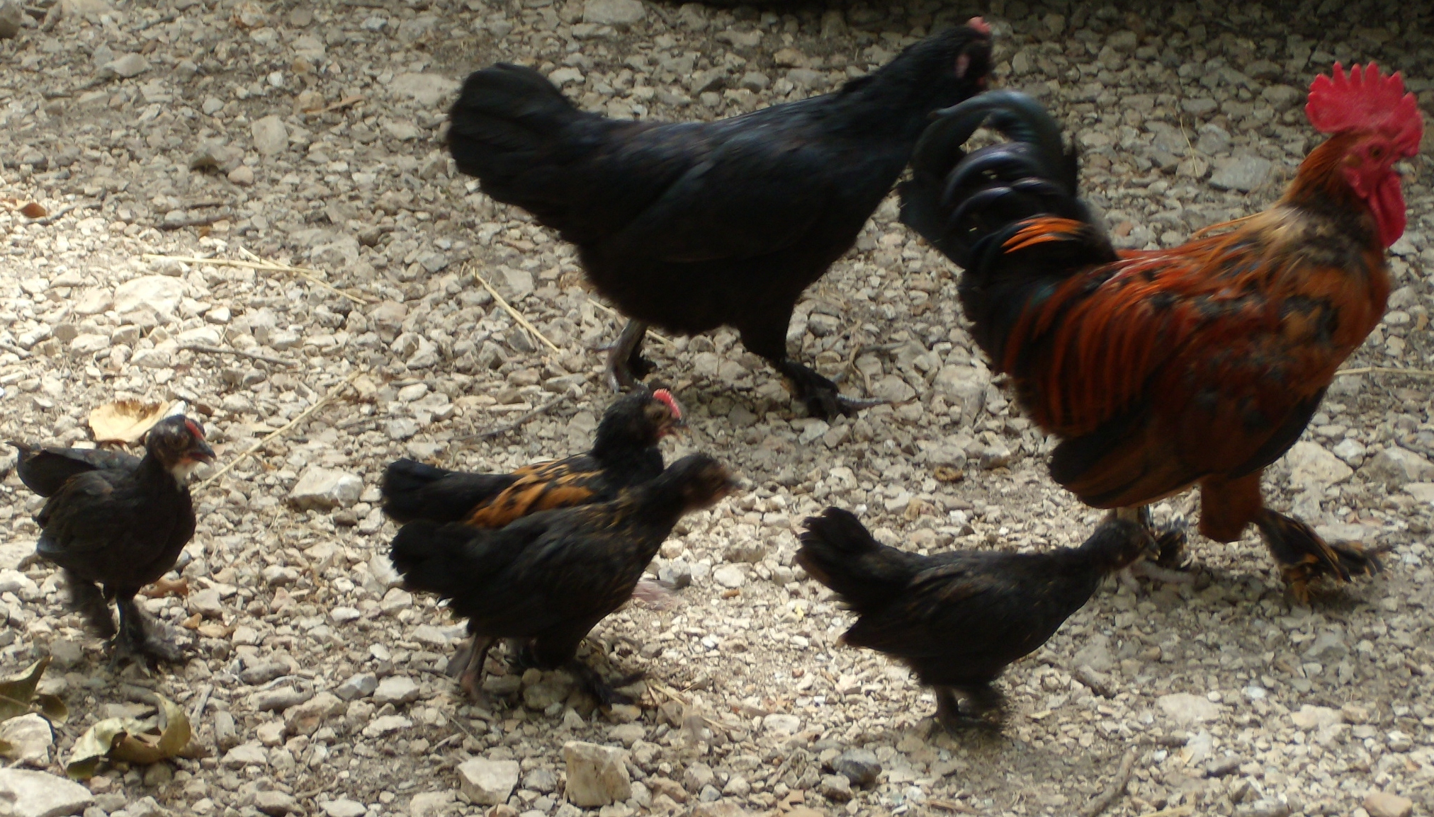 Princess Lay-A, Clyde, and their 4 babies.
