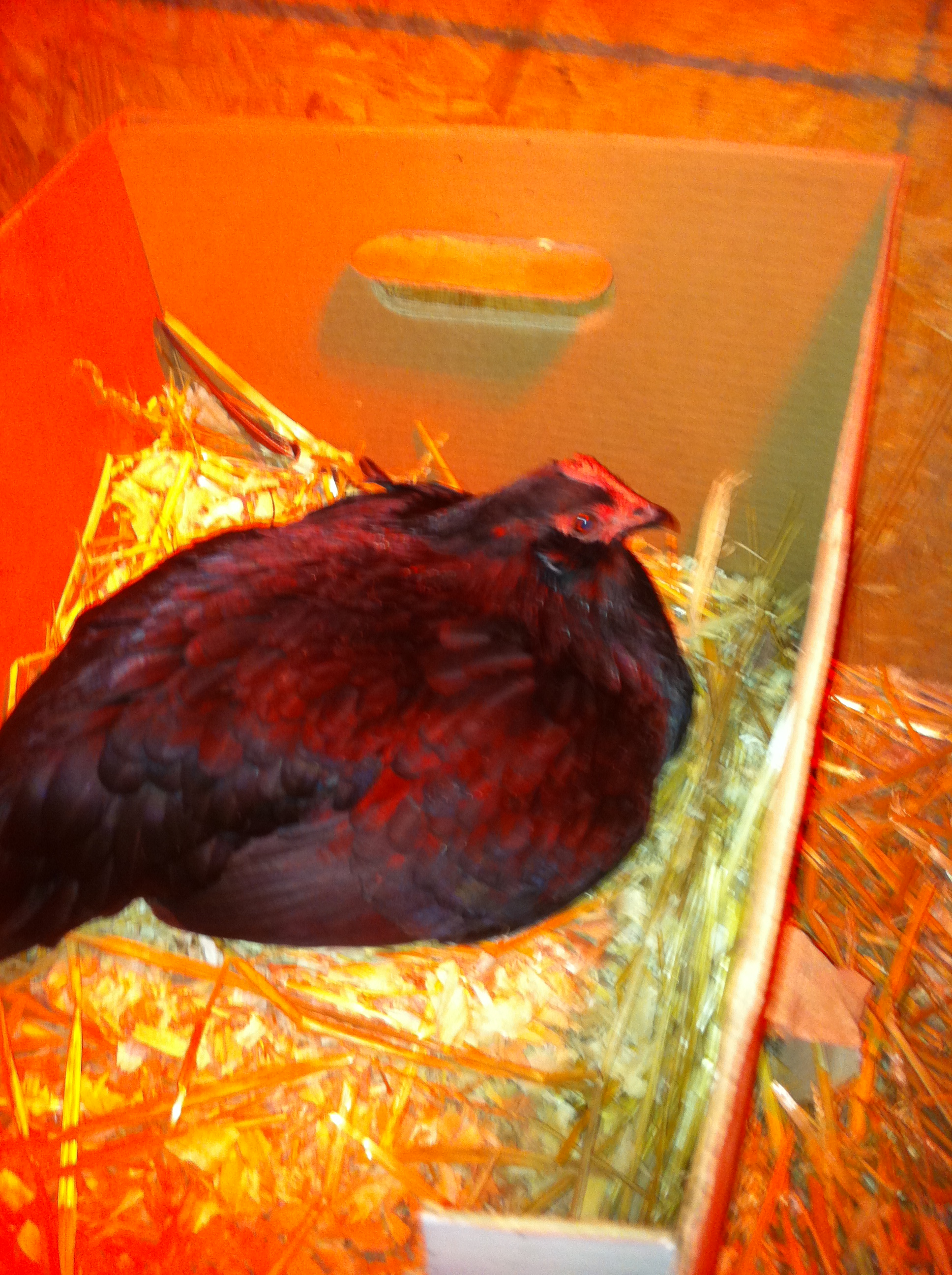 Princess Lay-A.  Our older hen.  She is currently sitting on 17 eggs, so she couldn't give a proper pose.