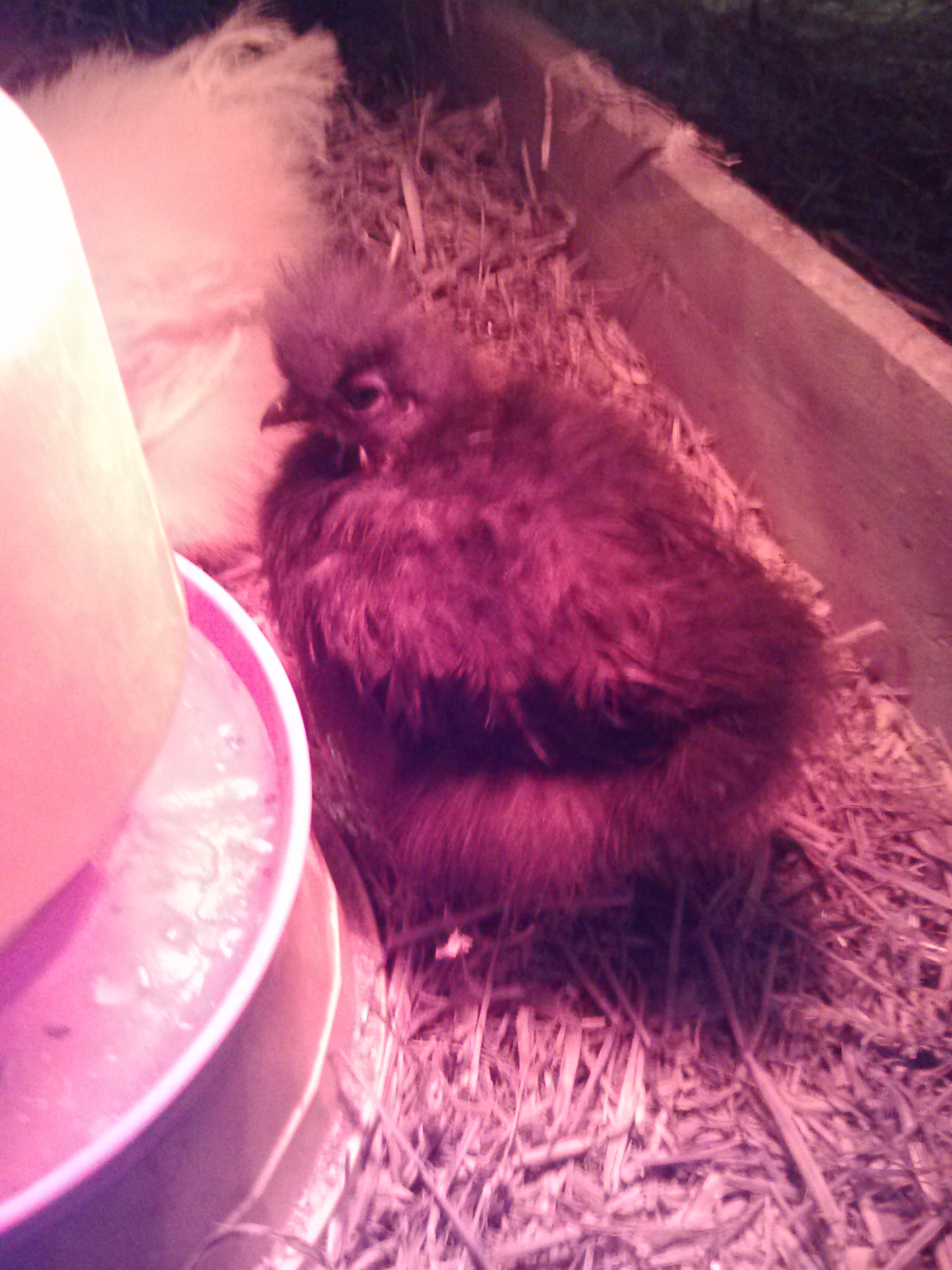 Princess Laya, Our dwarf bantam Black Silkie Hen.