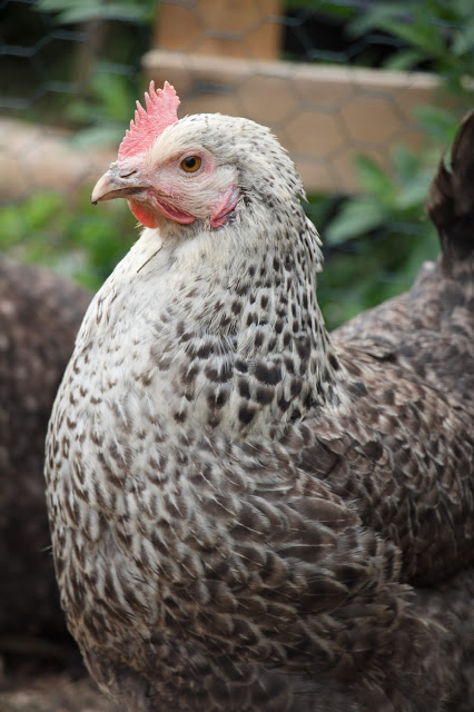 Princess Leia- Silver Sussex