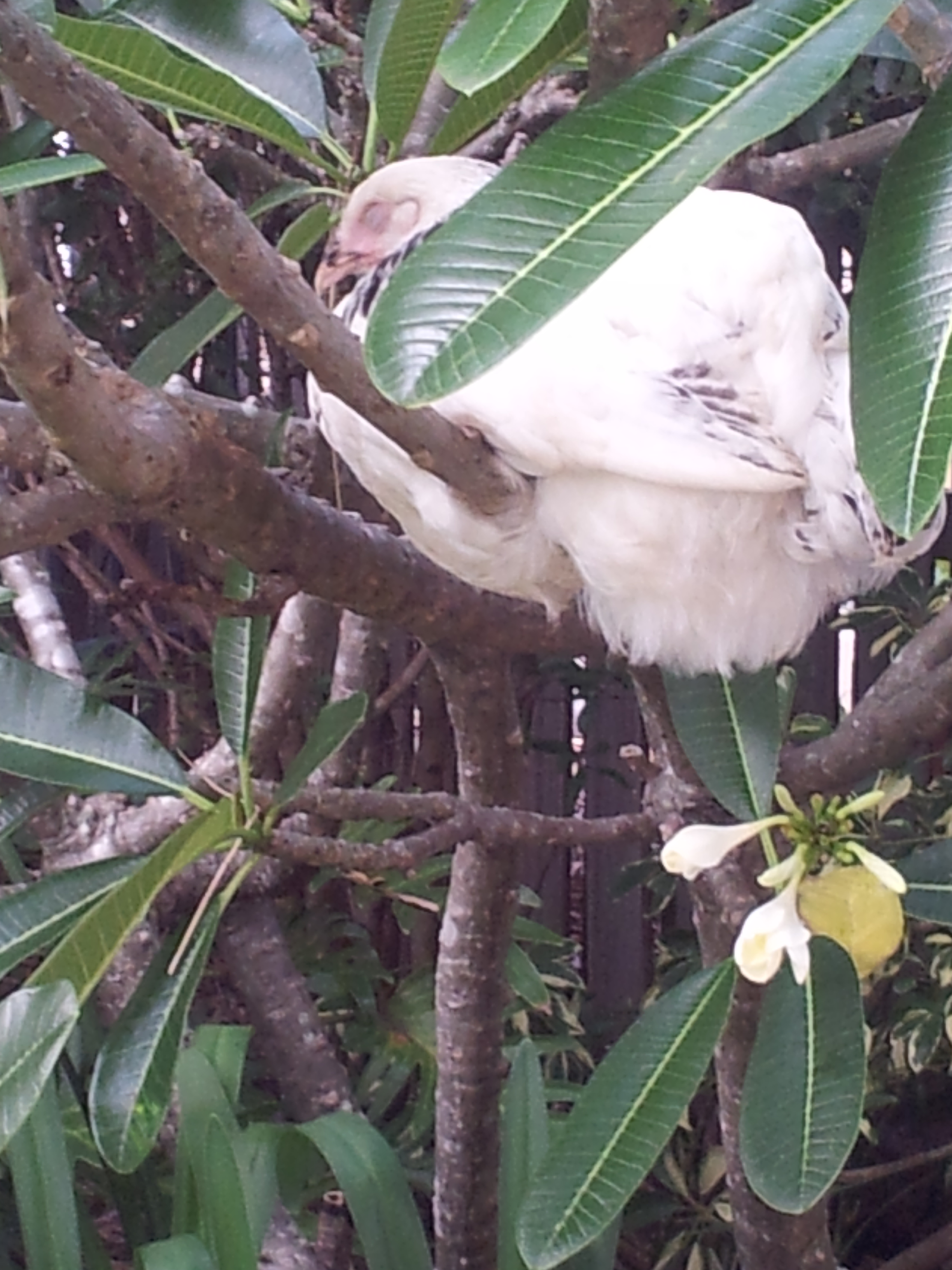 Princess loves to roost in our Franjipani tree.