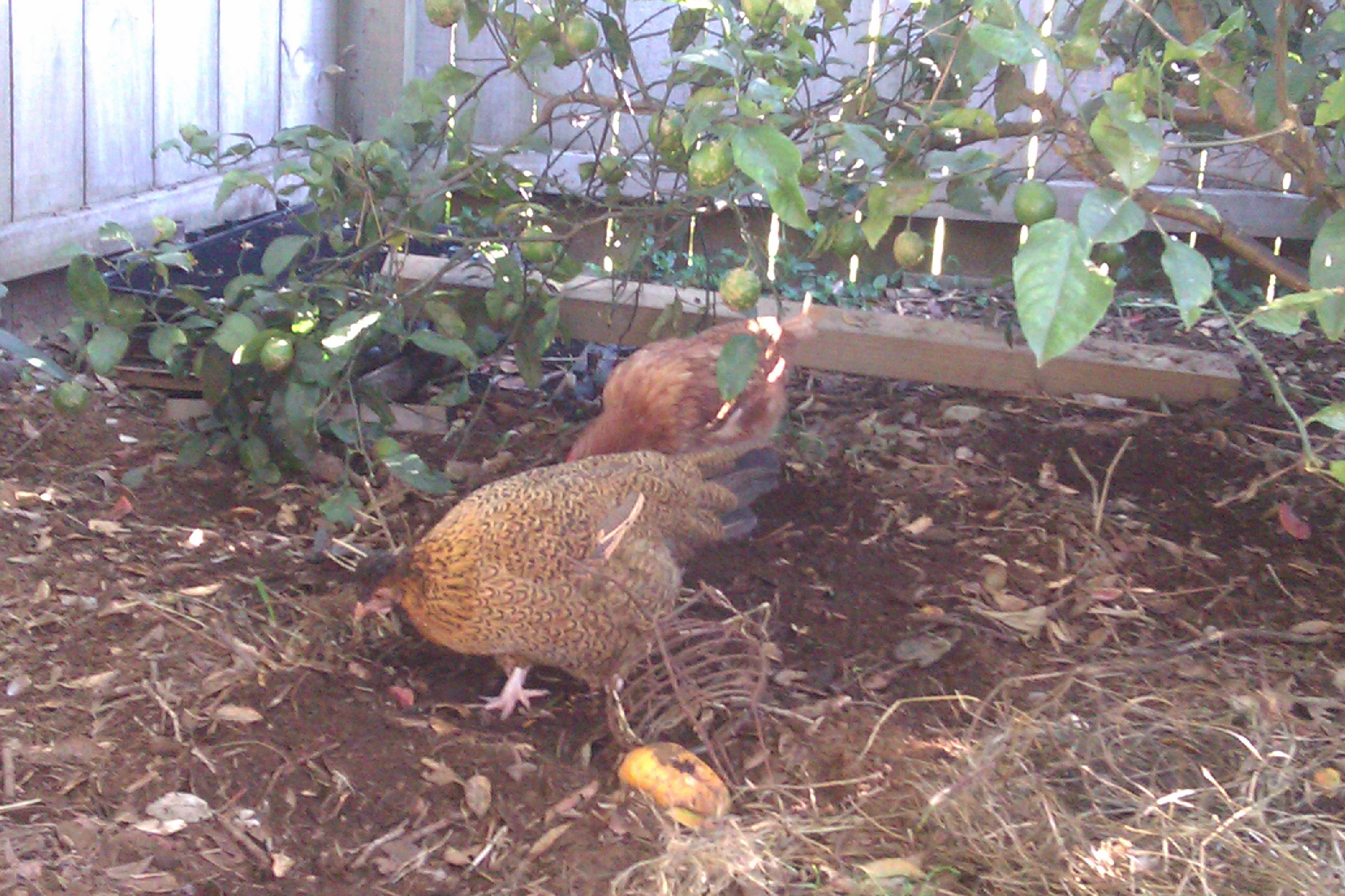 Princess now has a new friend, Poncy. When they were first introduced, Poncy was rather aggressive and chased poor Princess around a bit. They have separate feeding bowls for now as Poncy doesn't like to share.