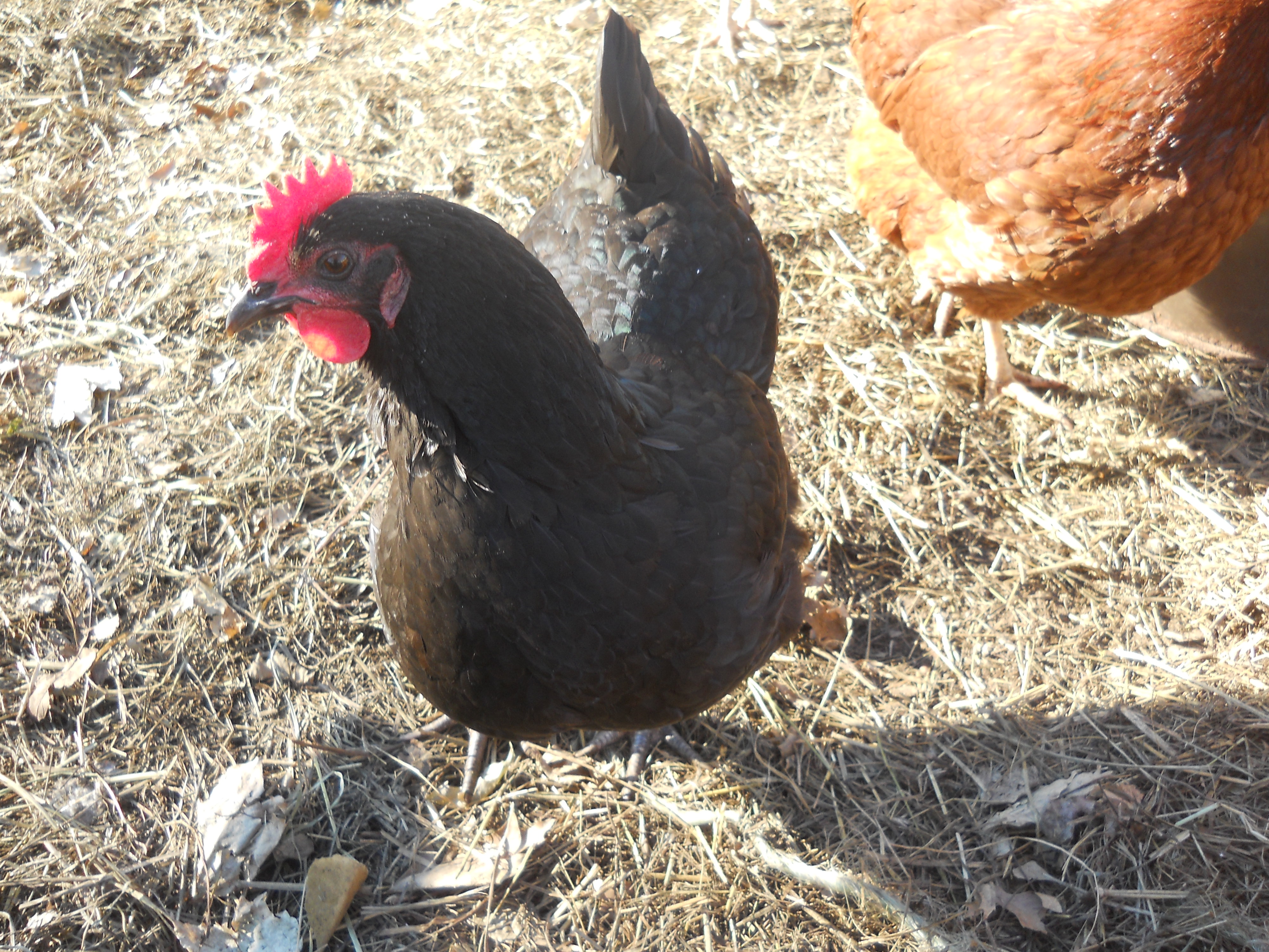 Princess She is top hen!! She is also a great mom and 1 of my first hens (most were lost to a predator )she is one that has a forever home here. She is a blk Australorp. will be 2 spring of 2014