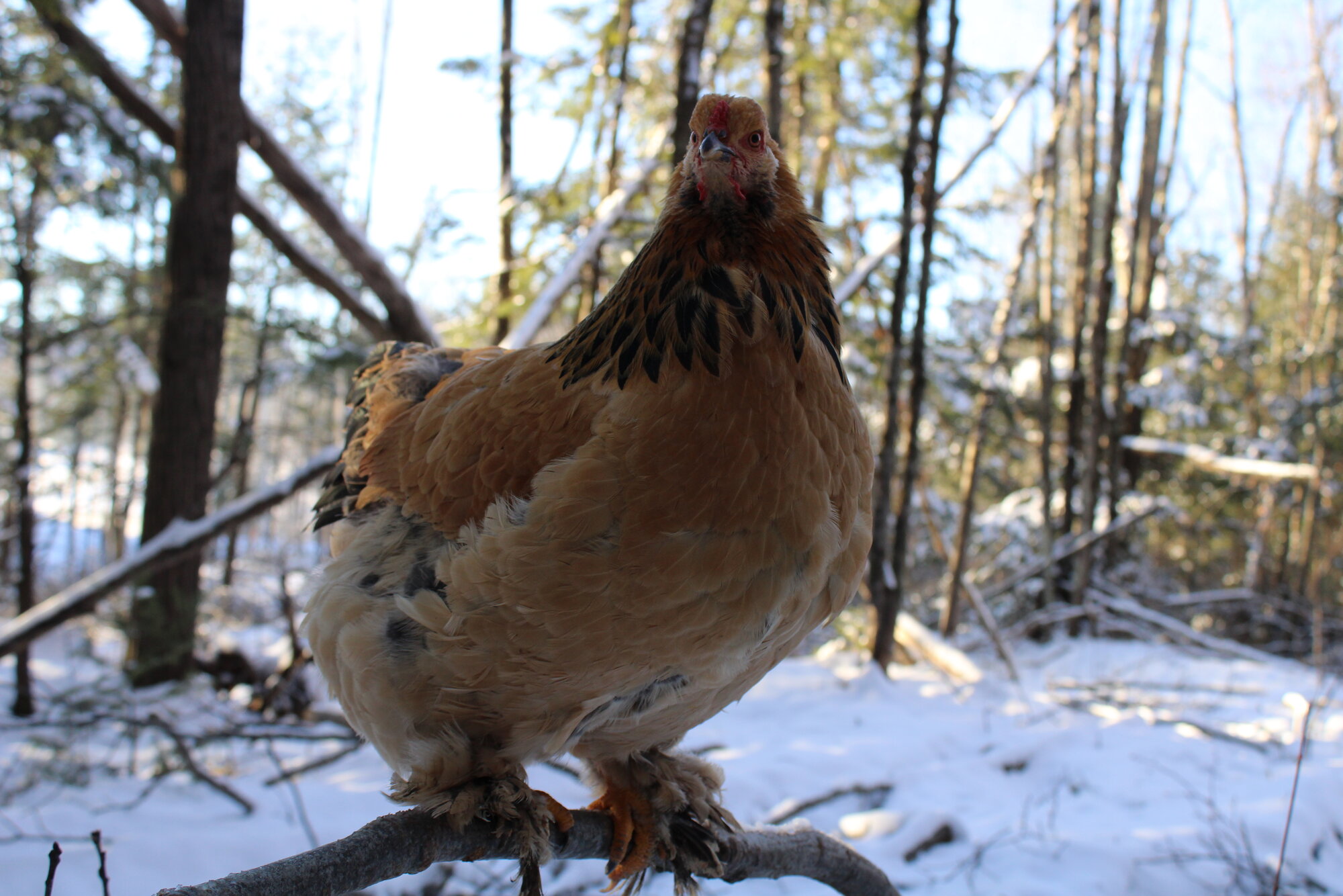 Princess the Buff Brahma