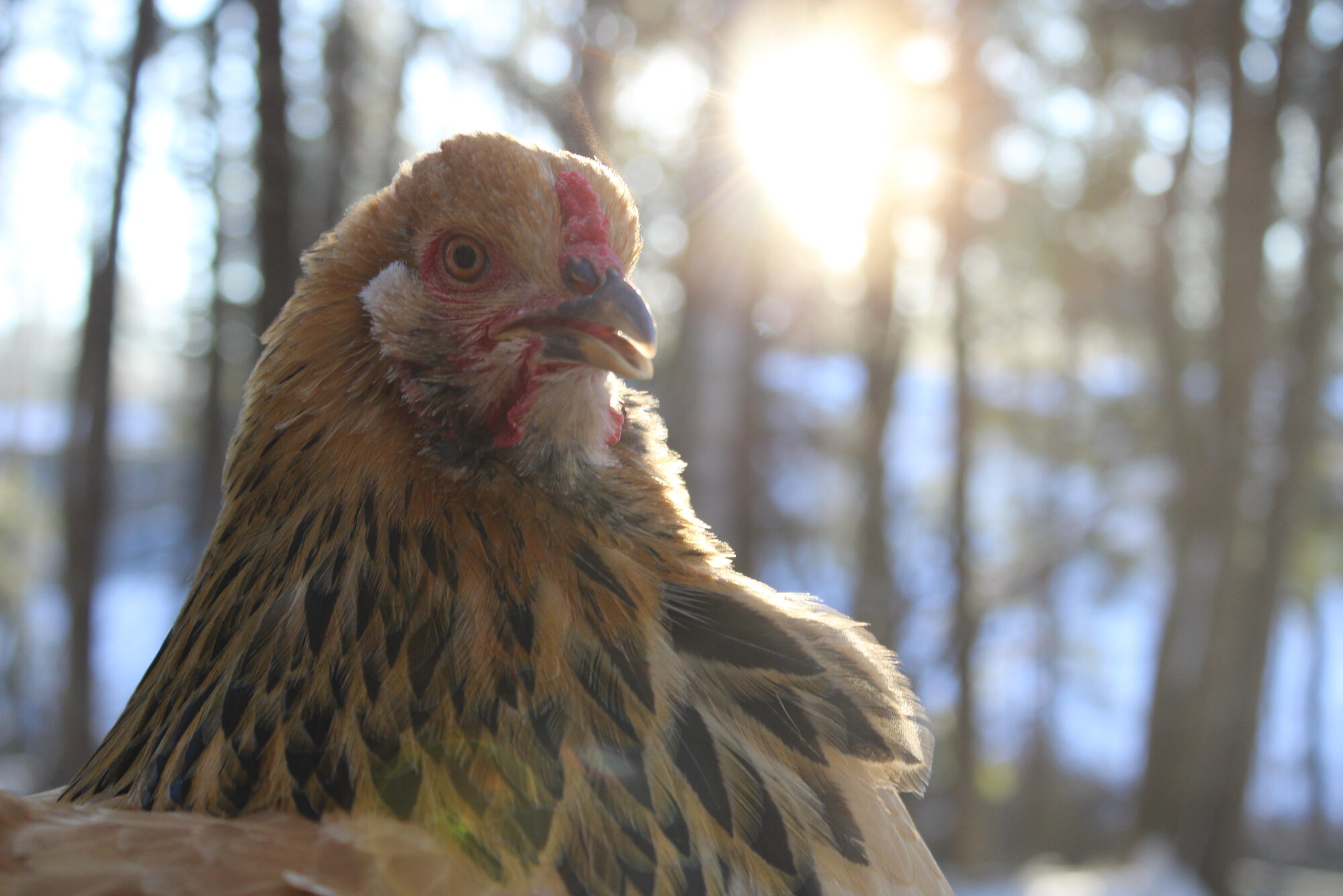 Princess the Buff Brahma