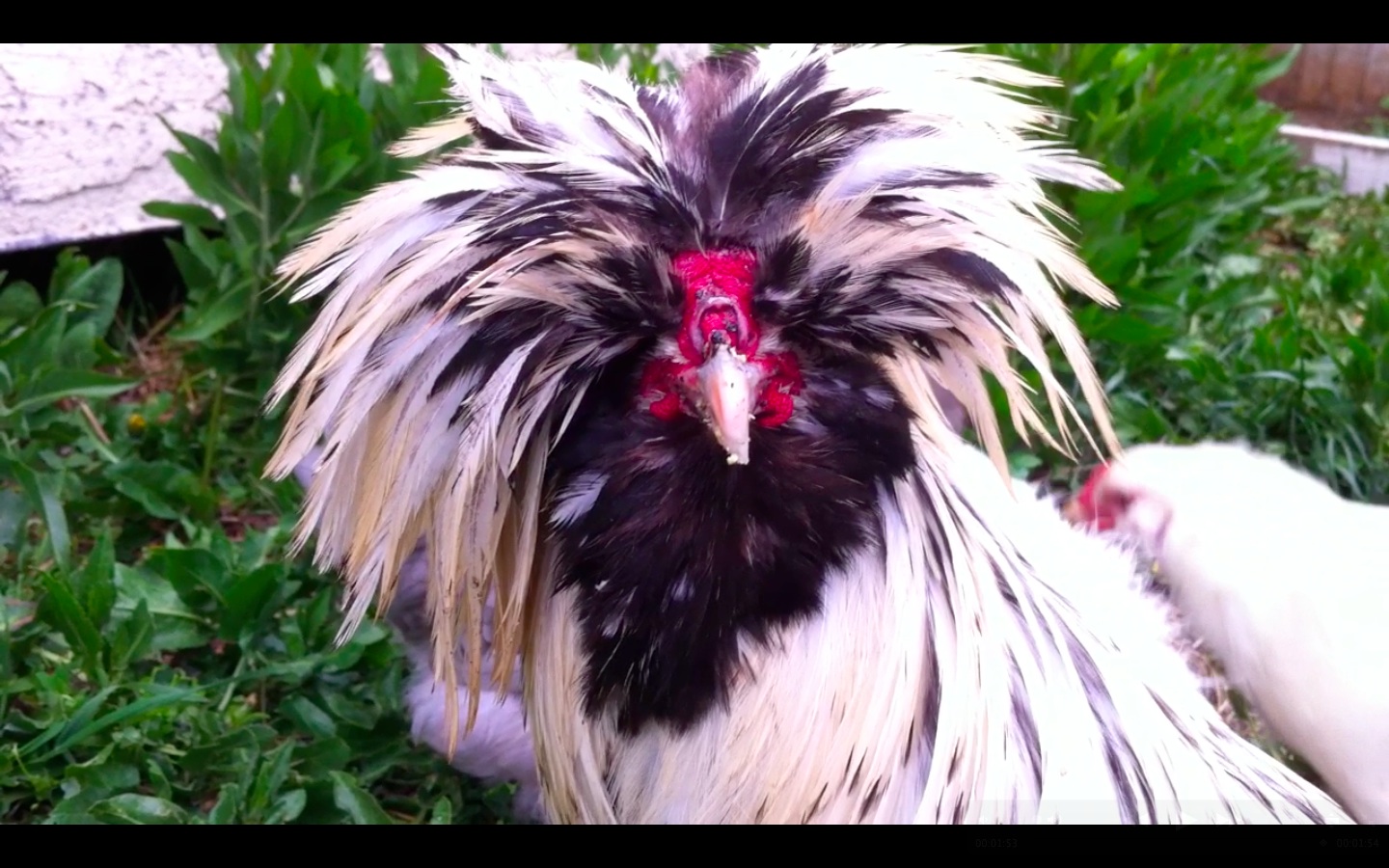 Prior Molt Bowies Face