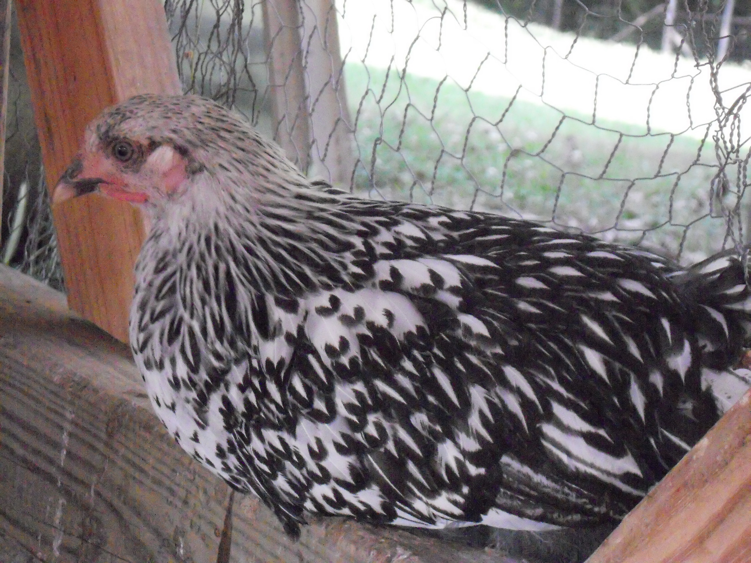 Priscilla my SLW
