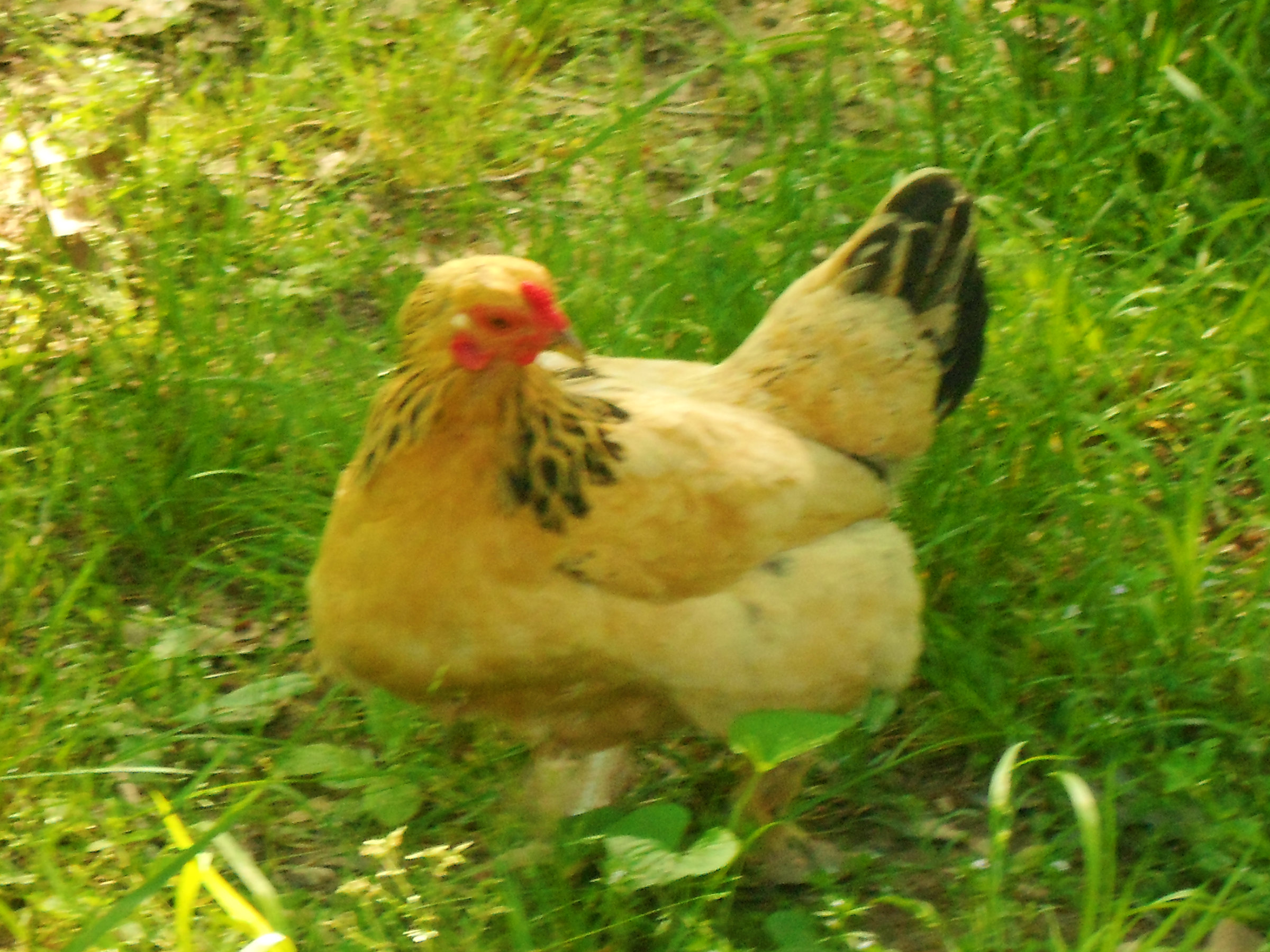 Priscilla....She is a Buff Brahma.