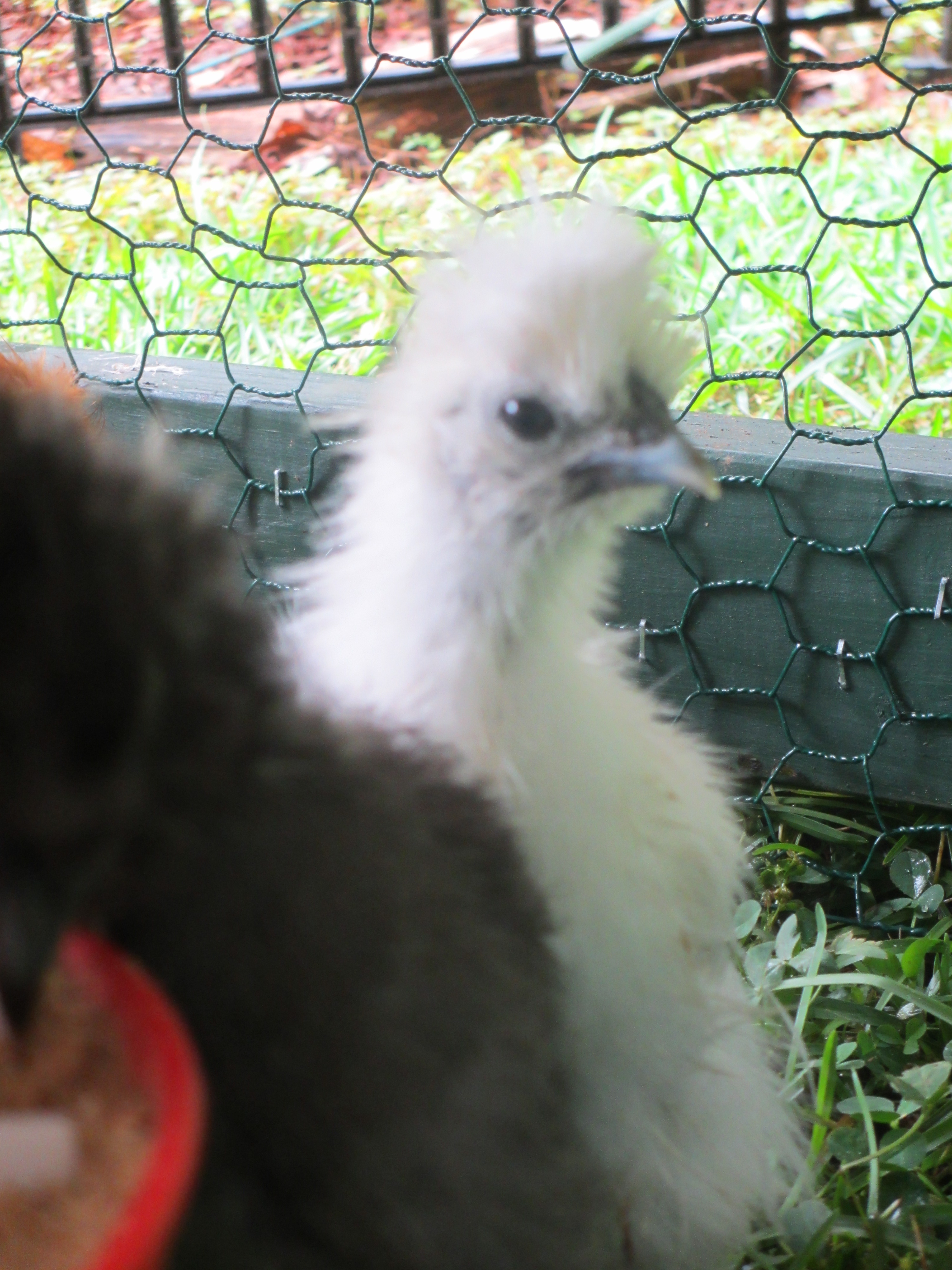Prissi, Silkie chick