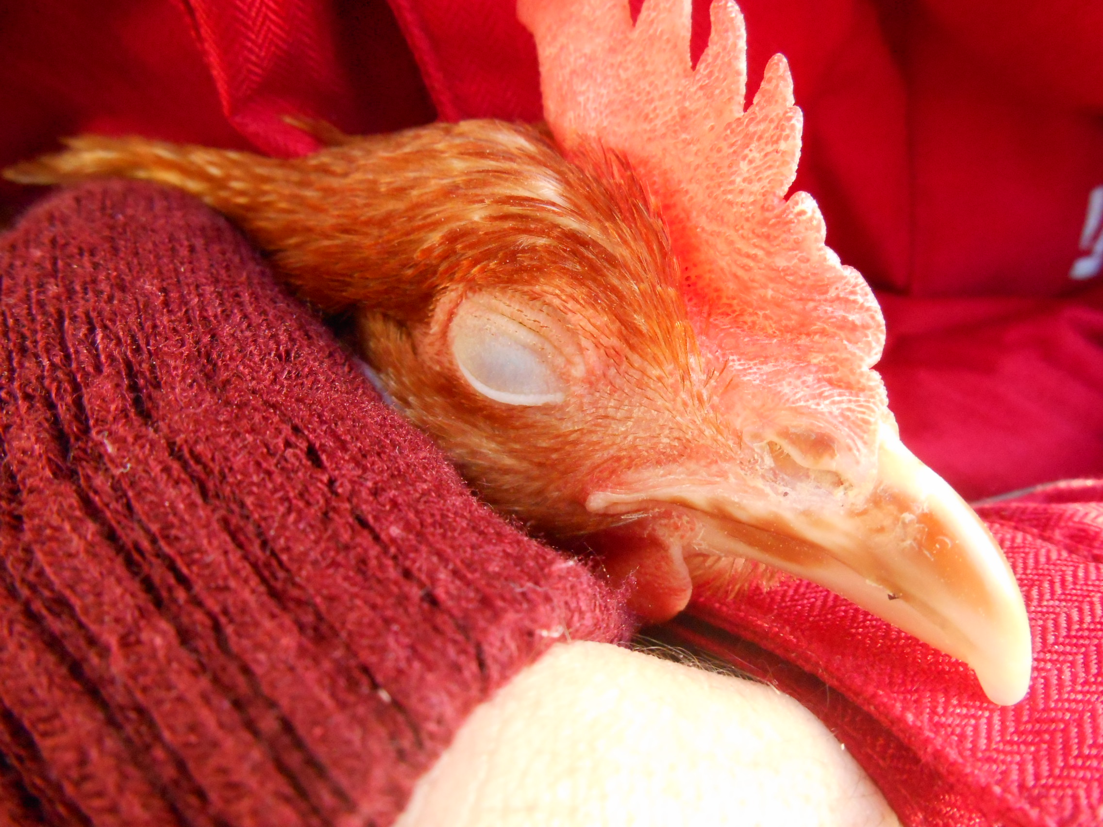 Prissy having her naptime!