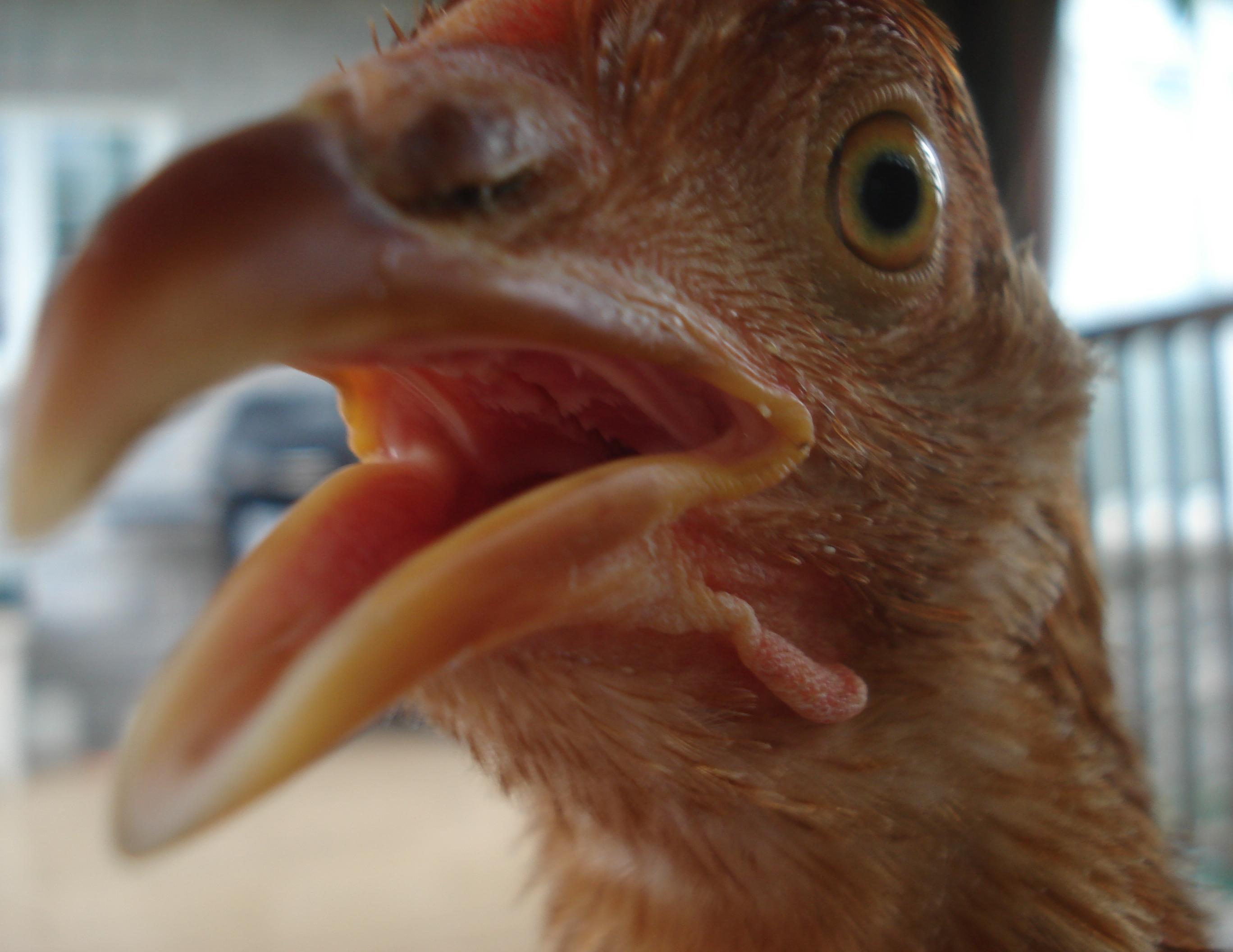 Prissy is clucking!  "Bo-Bo-Beh-Beh!!!!" is the noise she makes!
