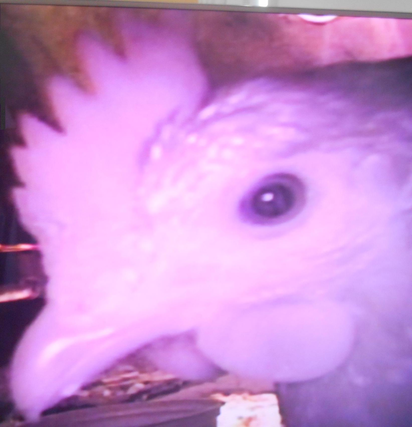 Prissy is on TV!  She likes talking to the camera in her coop and pecking it!