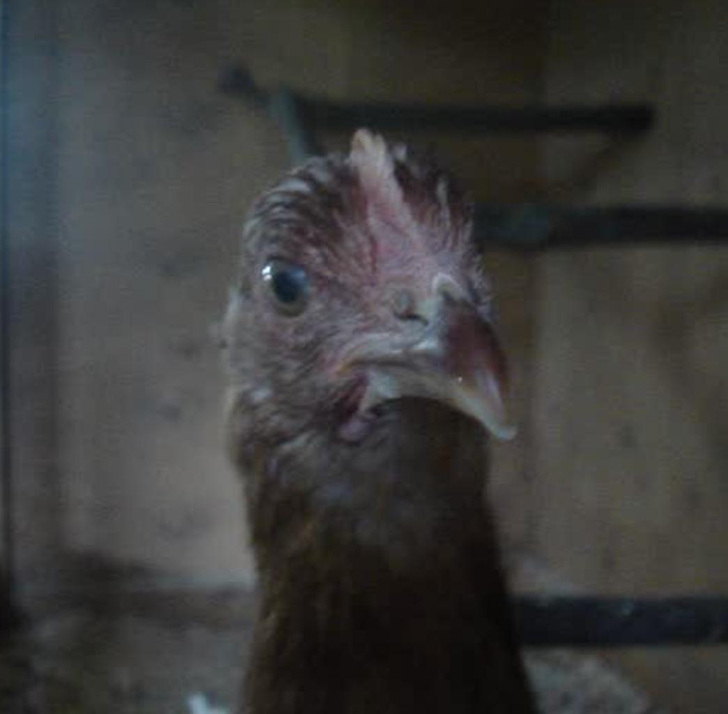 Prissy is staring at something!