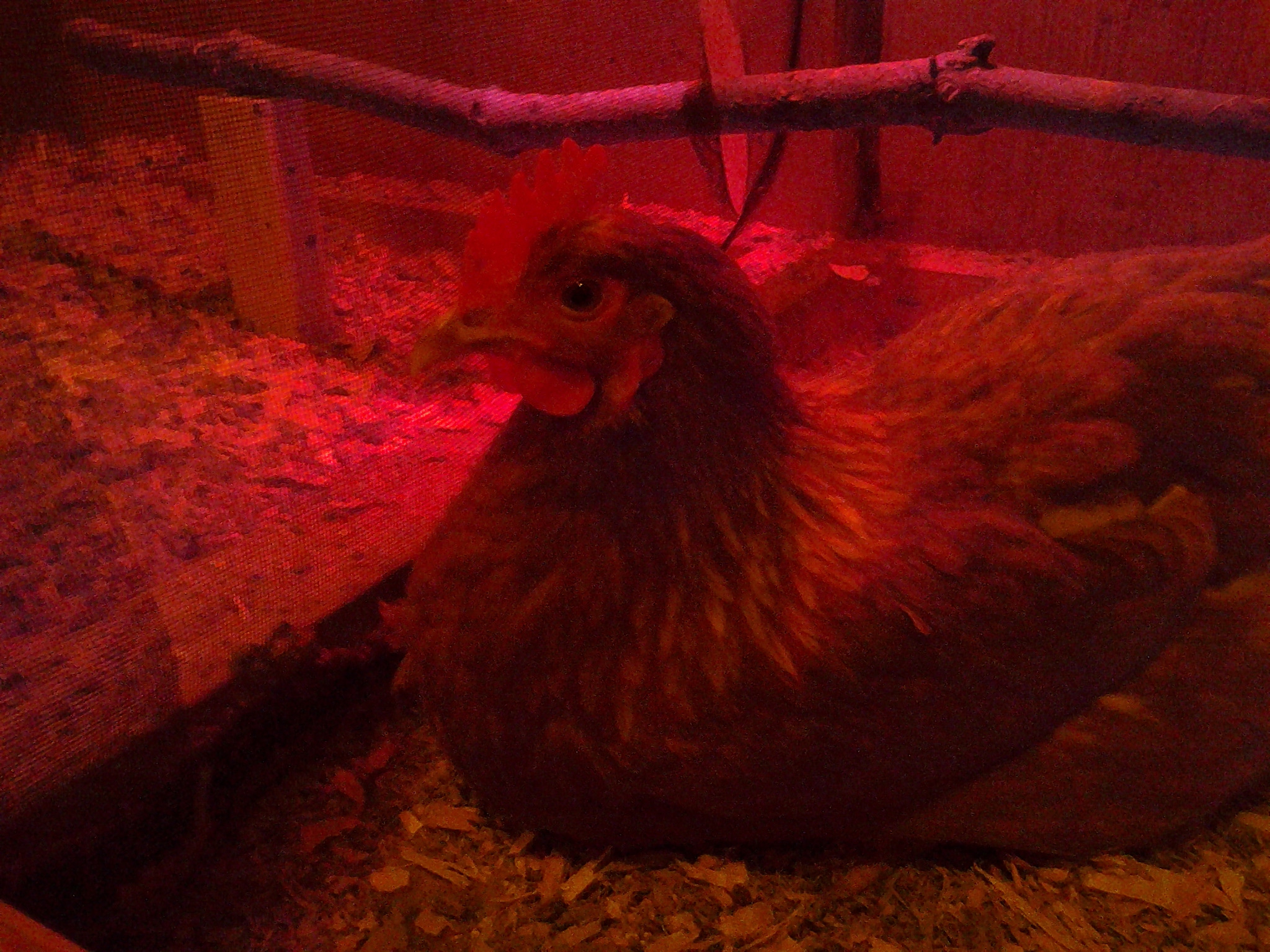 Prissy lying down in her coop.