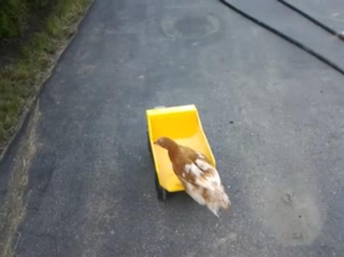 Prissy on a dump truck!