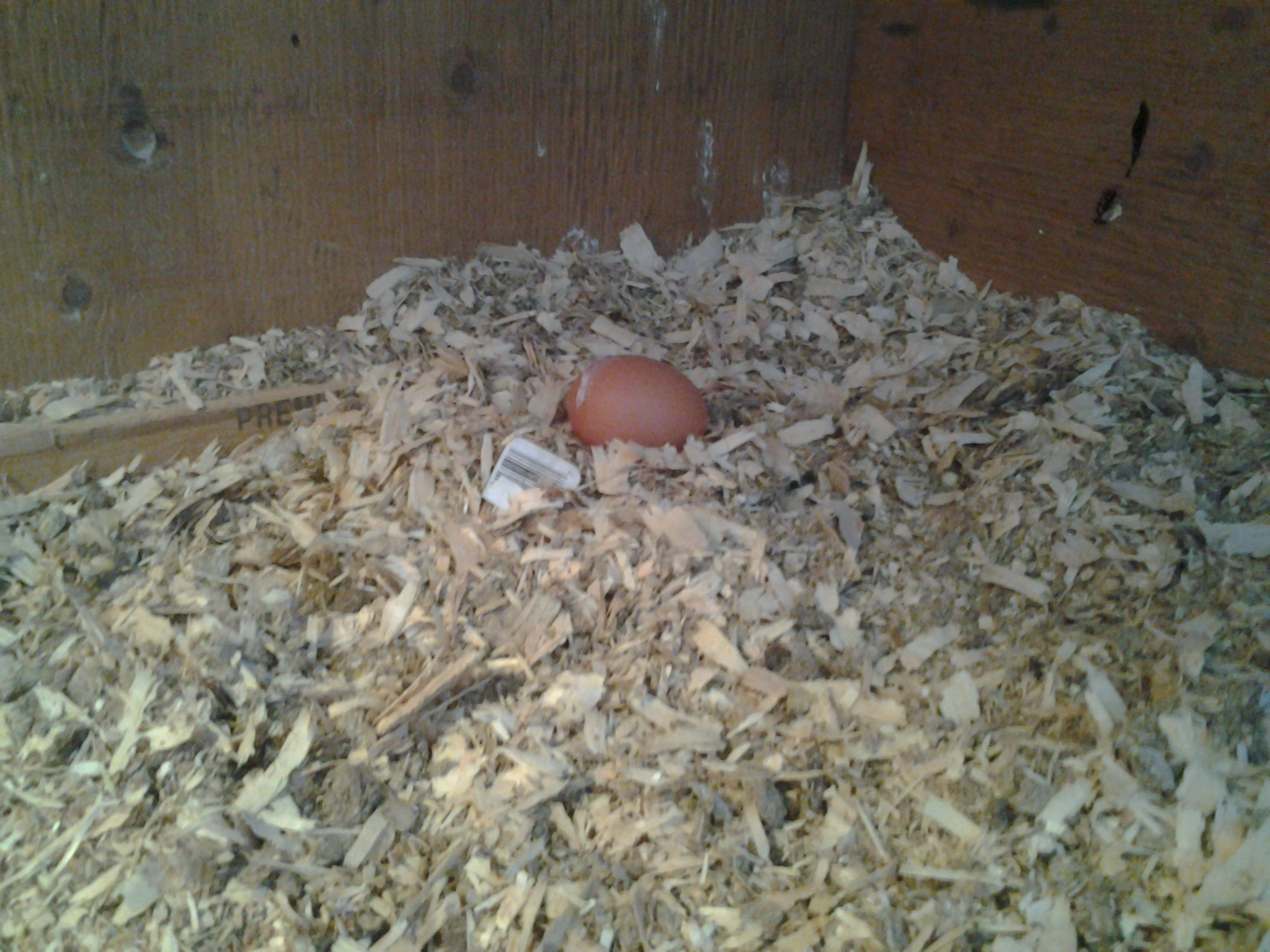 Prissy pecked at a barcode on her wall that was stuck on hard and peeled it off!  She put it in her nest!!