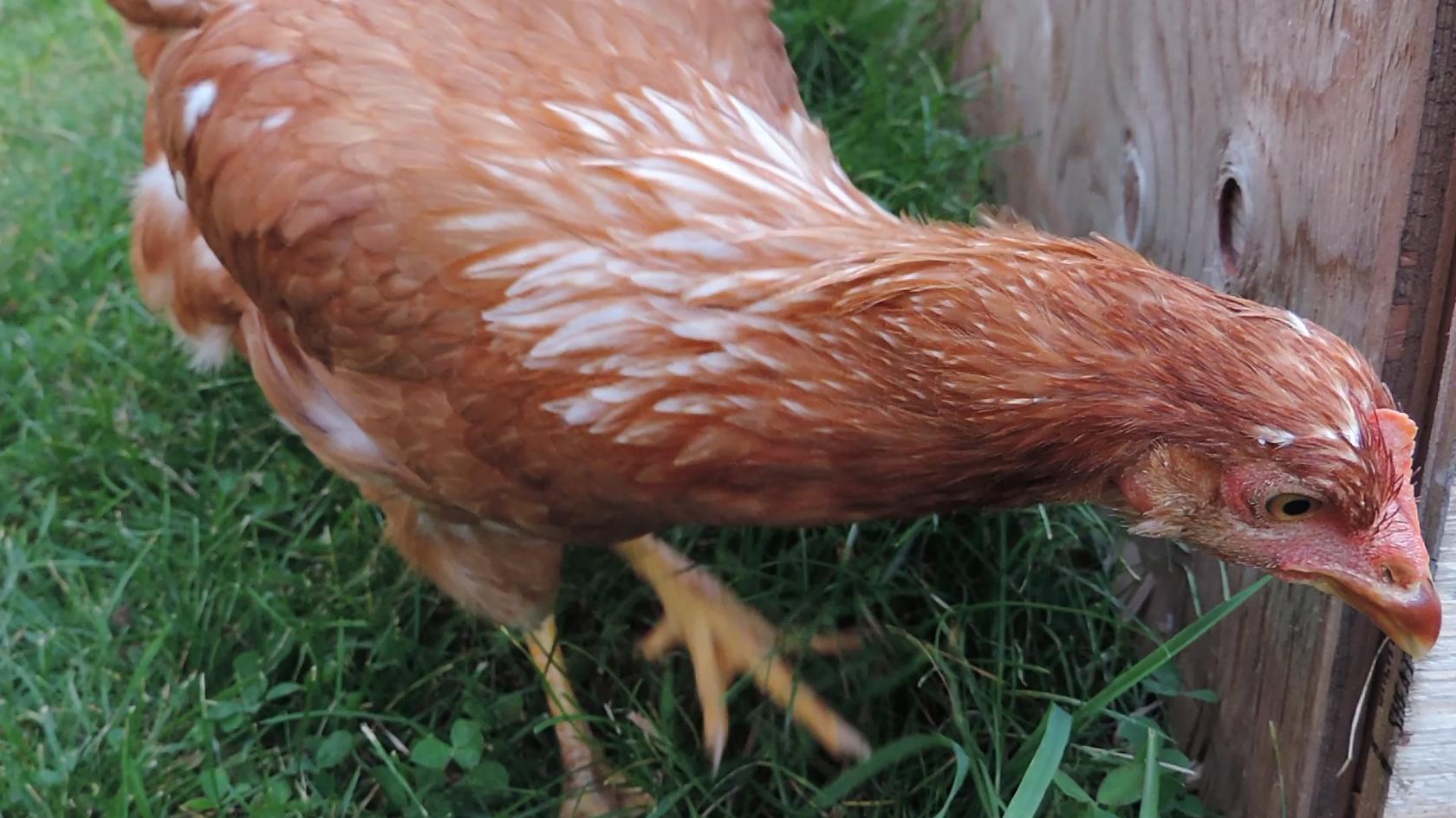 Prissy sees something behind her coop!