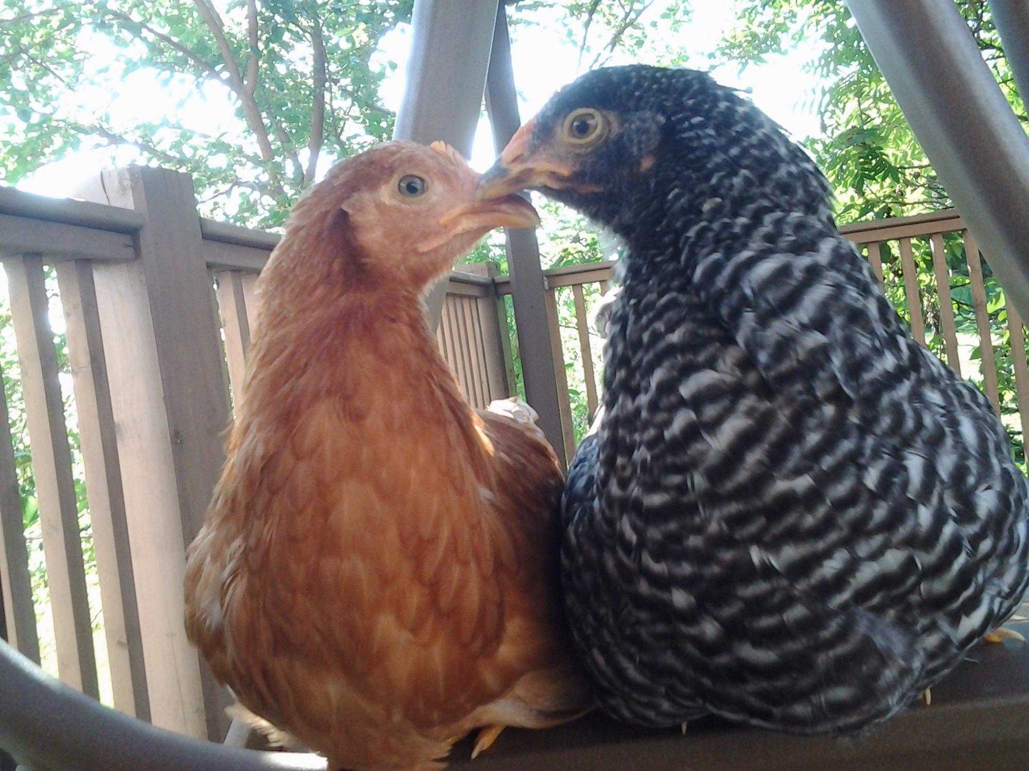 Prissy & Speckles love each other!  They are making the shape of a heart!