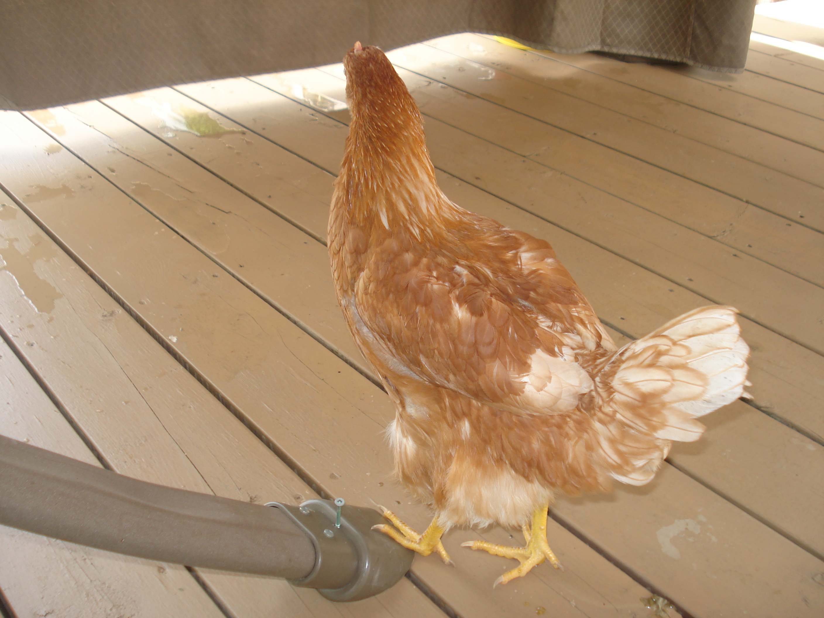 Prissy standing on a swing's foot!