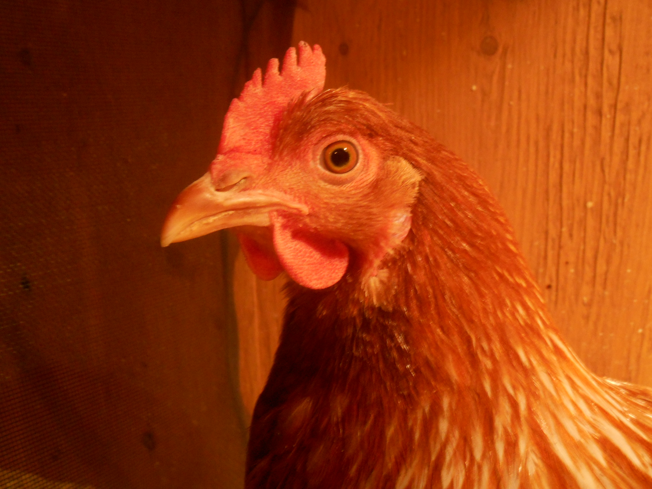Prissy when she's a fully-grown Isa Brown hen.