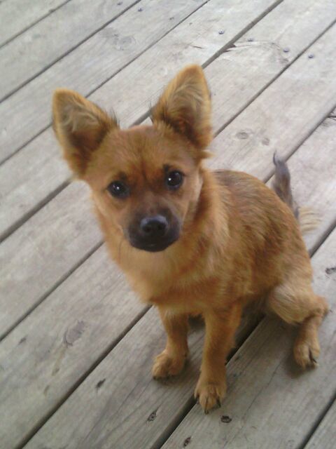 Prissy