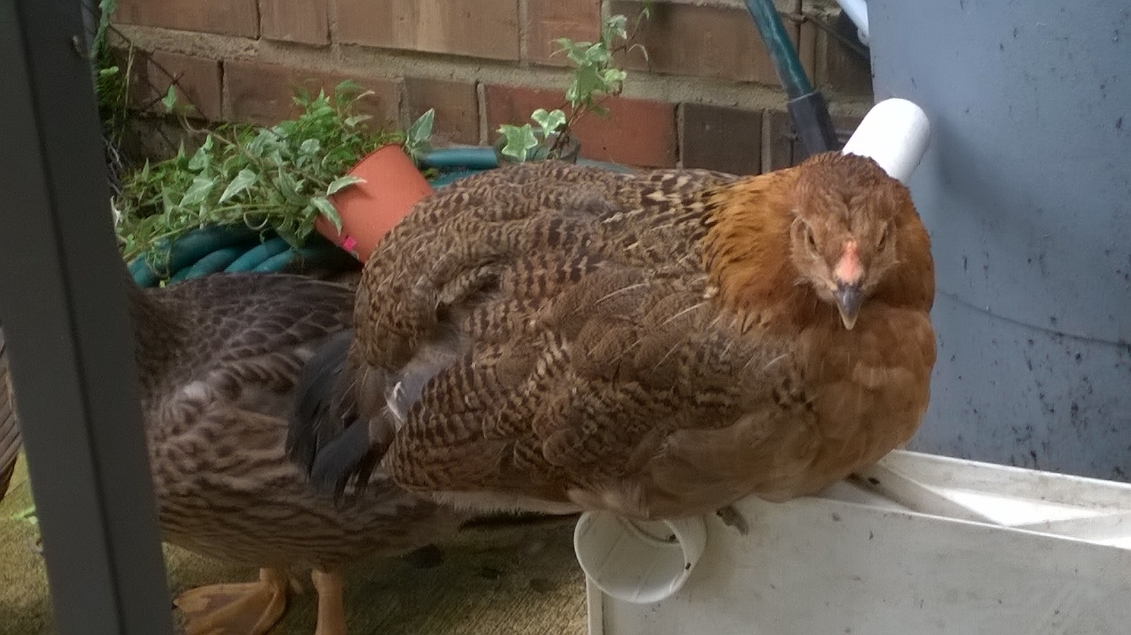 Priya - Amerucana. She thinks she's a duck because she is being raised with them!