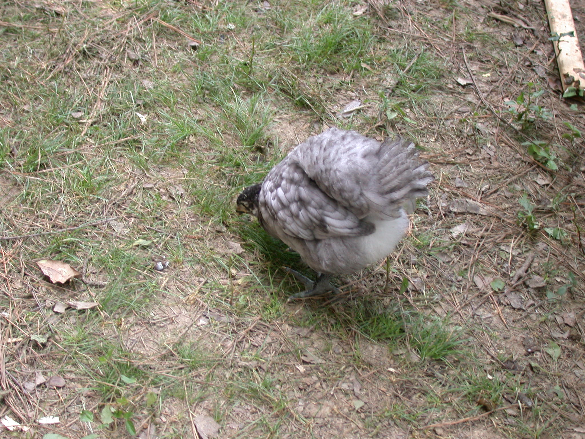 probable female (blue with blackish comb) 6 weeks old