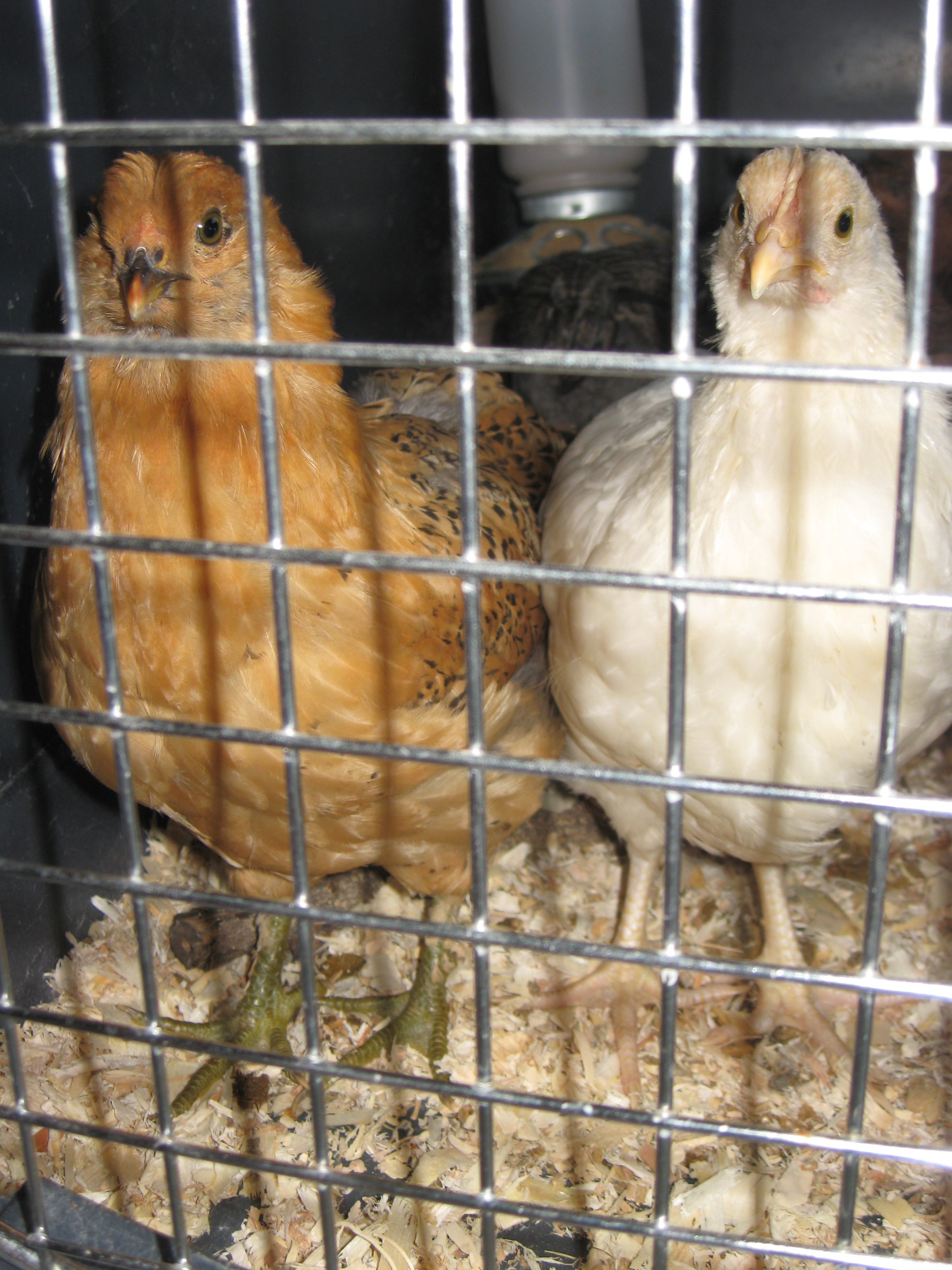 Probable hens